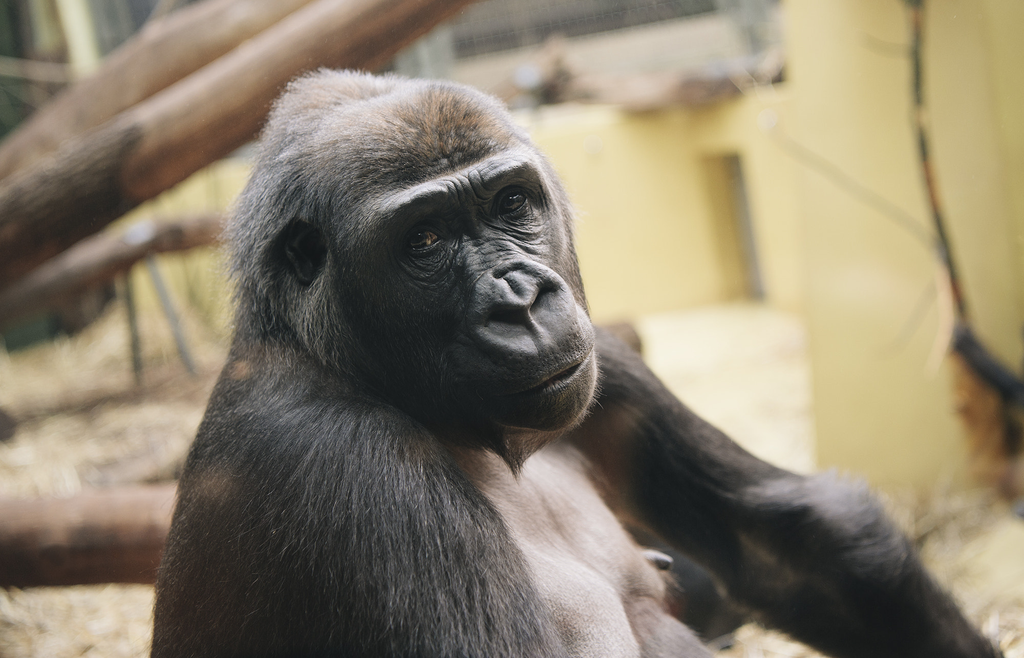 Nikon AF-S Nikkor 24-70mm F2.8E ED VR sample photo. Gorilla mama photography