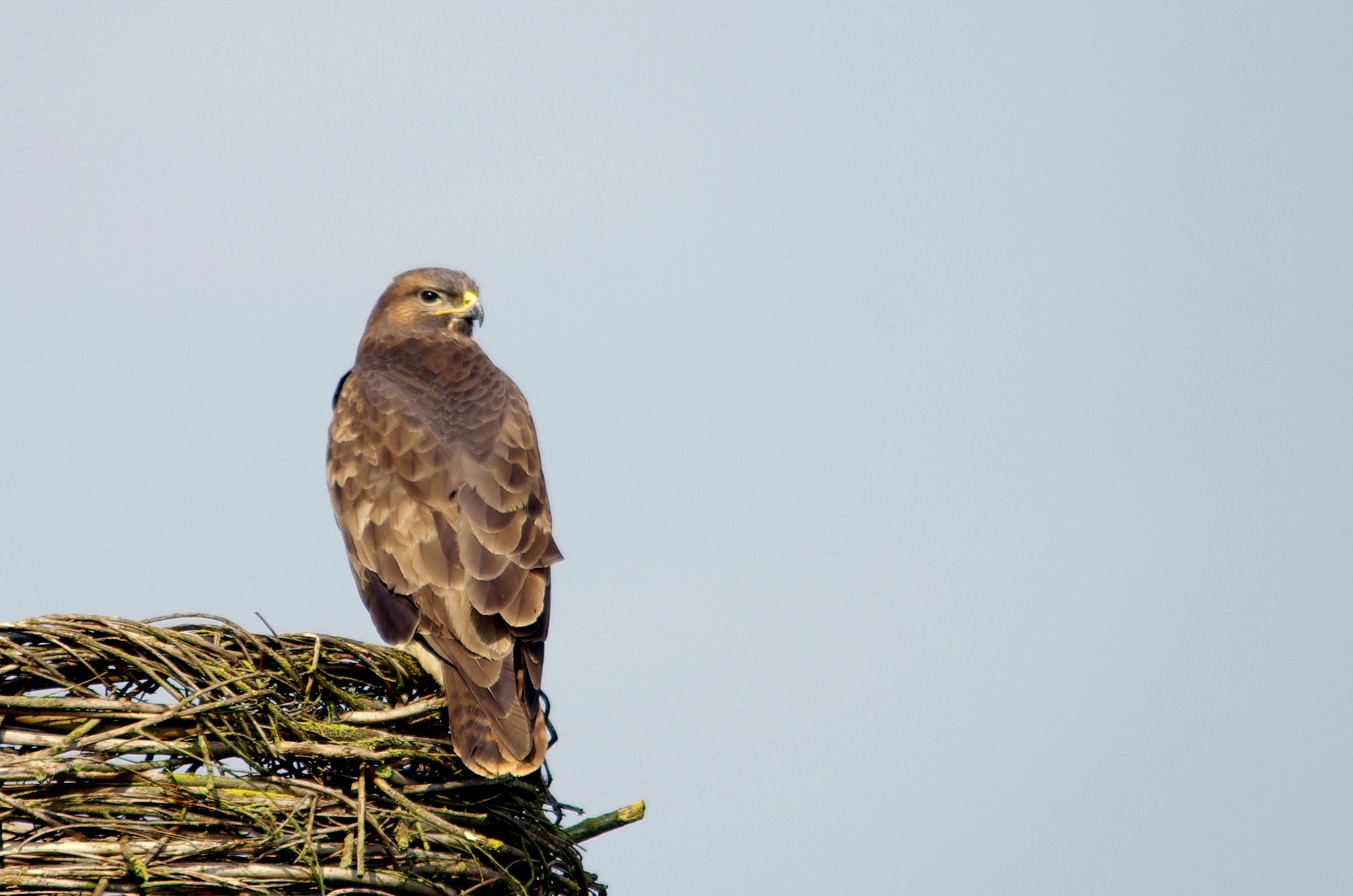 Pentax K-5 + Sigma 150-500mm F5-6.3 DG OS HSM sample photo. Buzzard photography