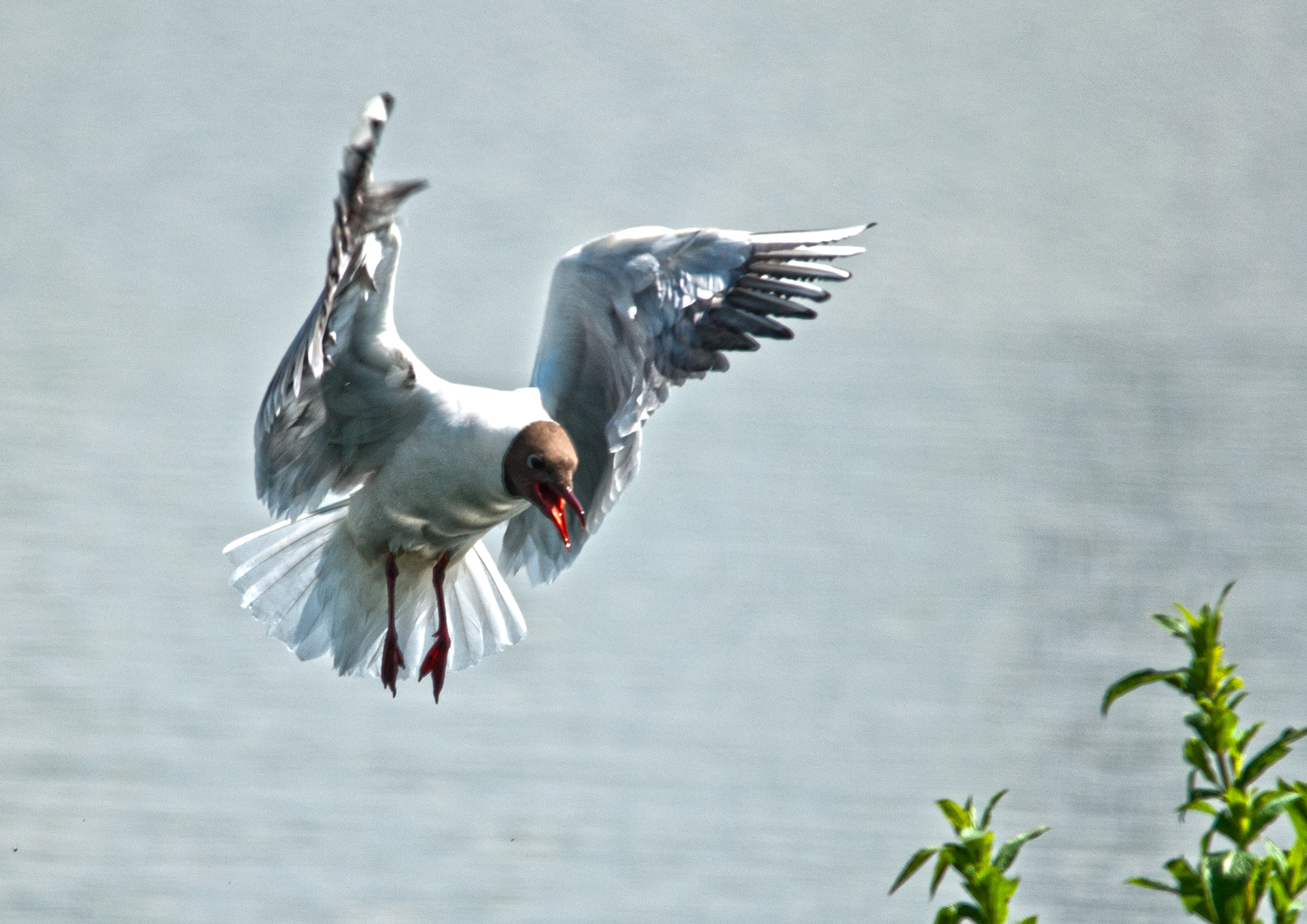 Sigma 150-500mm F5-6.3 DG OS HSM sample photo. Black-headed gull diving photography