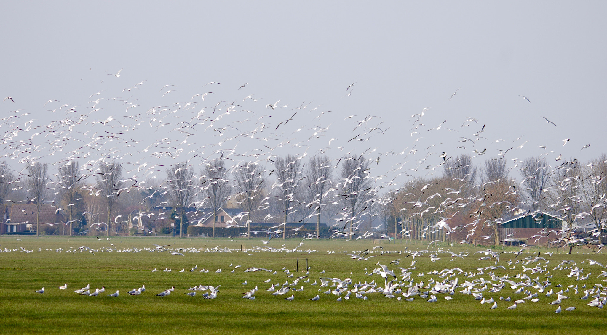 Sigma 150-500mm F5-6.3 DG OS HSM sample photo. Flock of seagulls photography