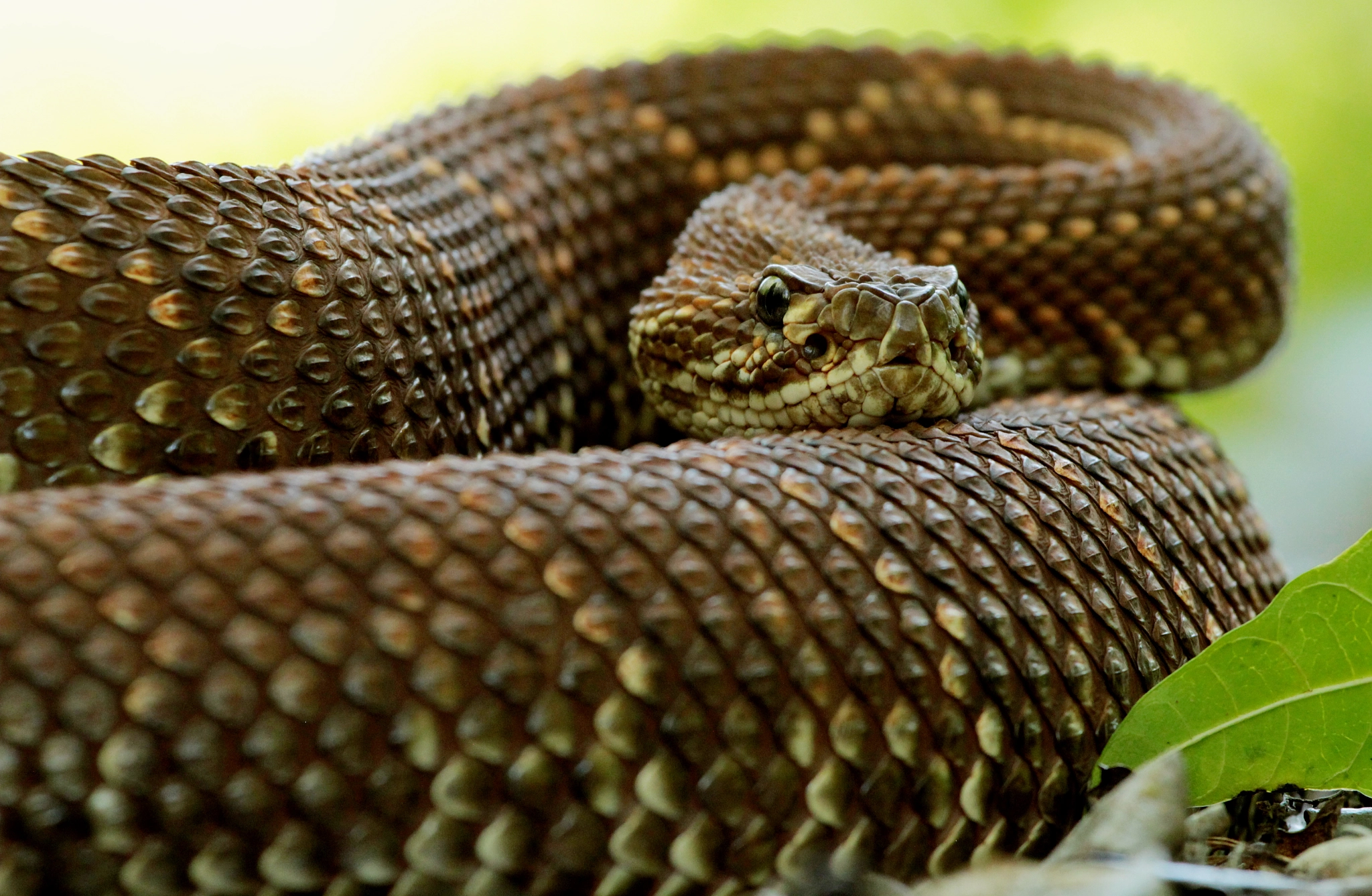 Canon EOS 550D (EOS Rebel T2i / EOS Kiss X4) sample photo. Crotalus durissus photography