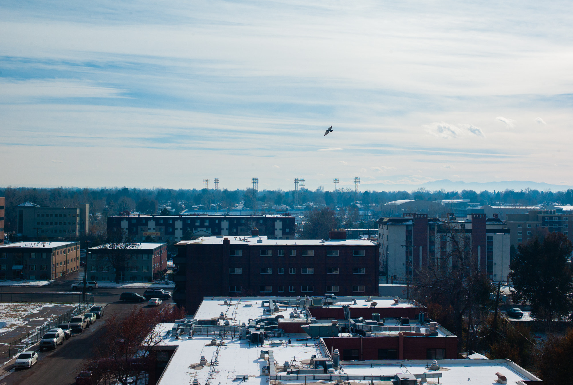 Summicron-M 35mm f/2 (IV) sample photo. Birds photography