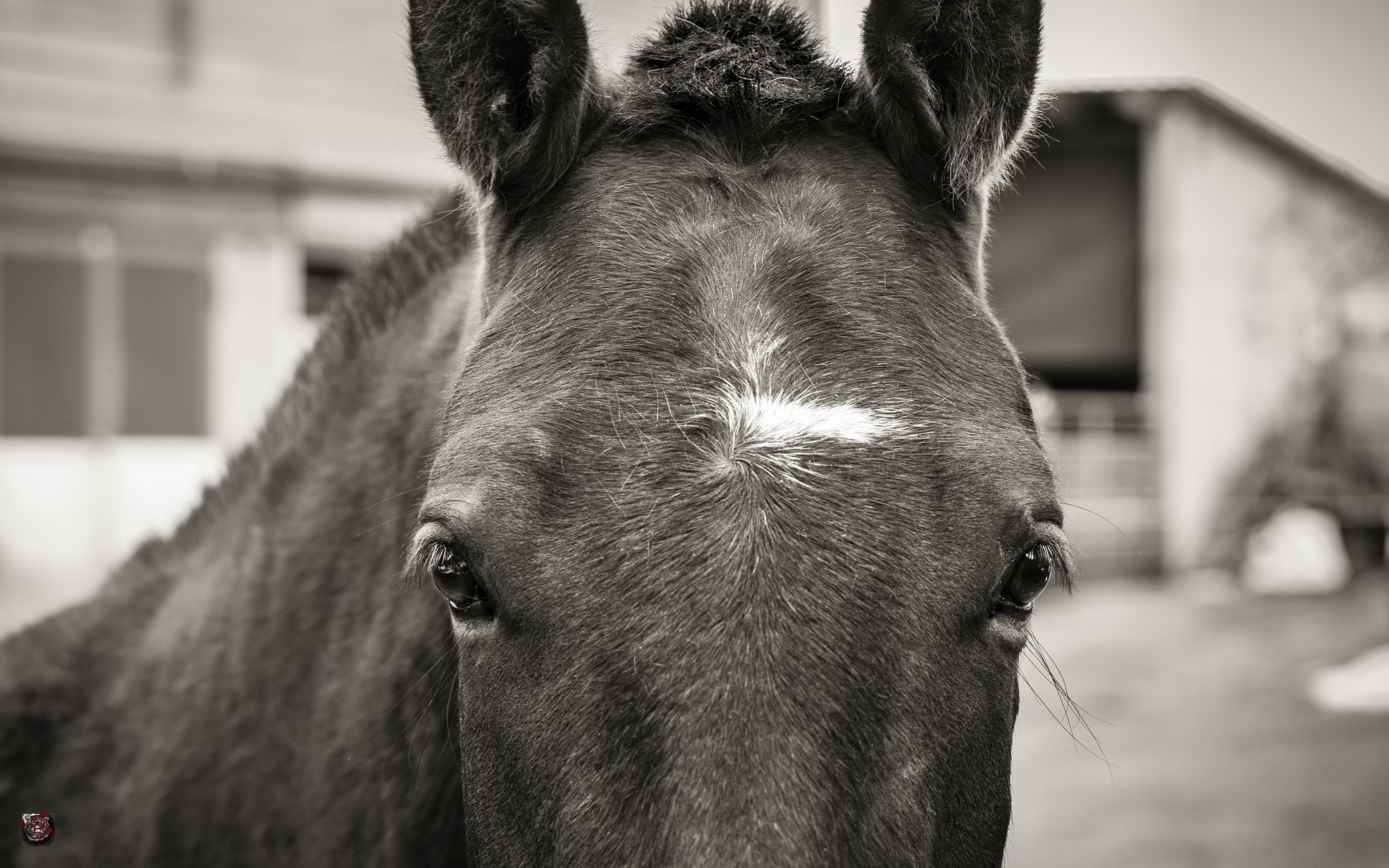 Leica M9 + Leica APO-Summicron-M 90mm F2 ASPH sample photo. Val müstair: she spoke to me through her eyes! photography