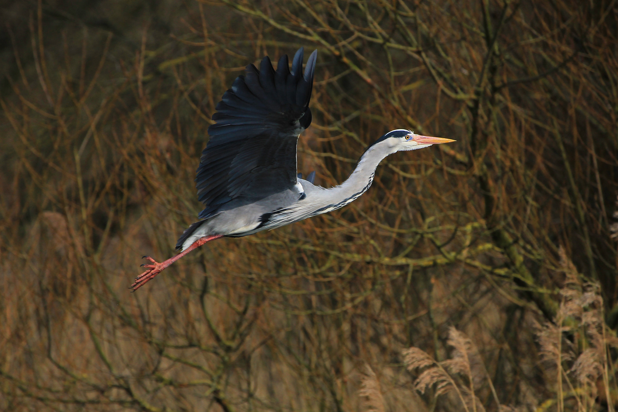Canon EF 100-400mm F4.5-5.6L IS USM sample photo. Heron photography