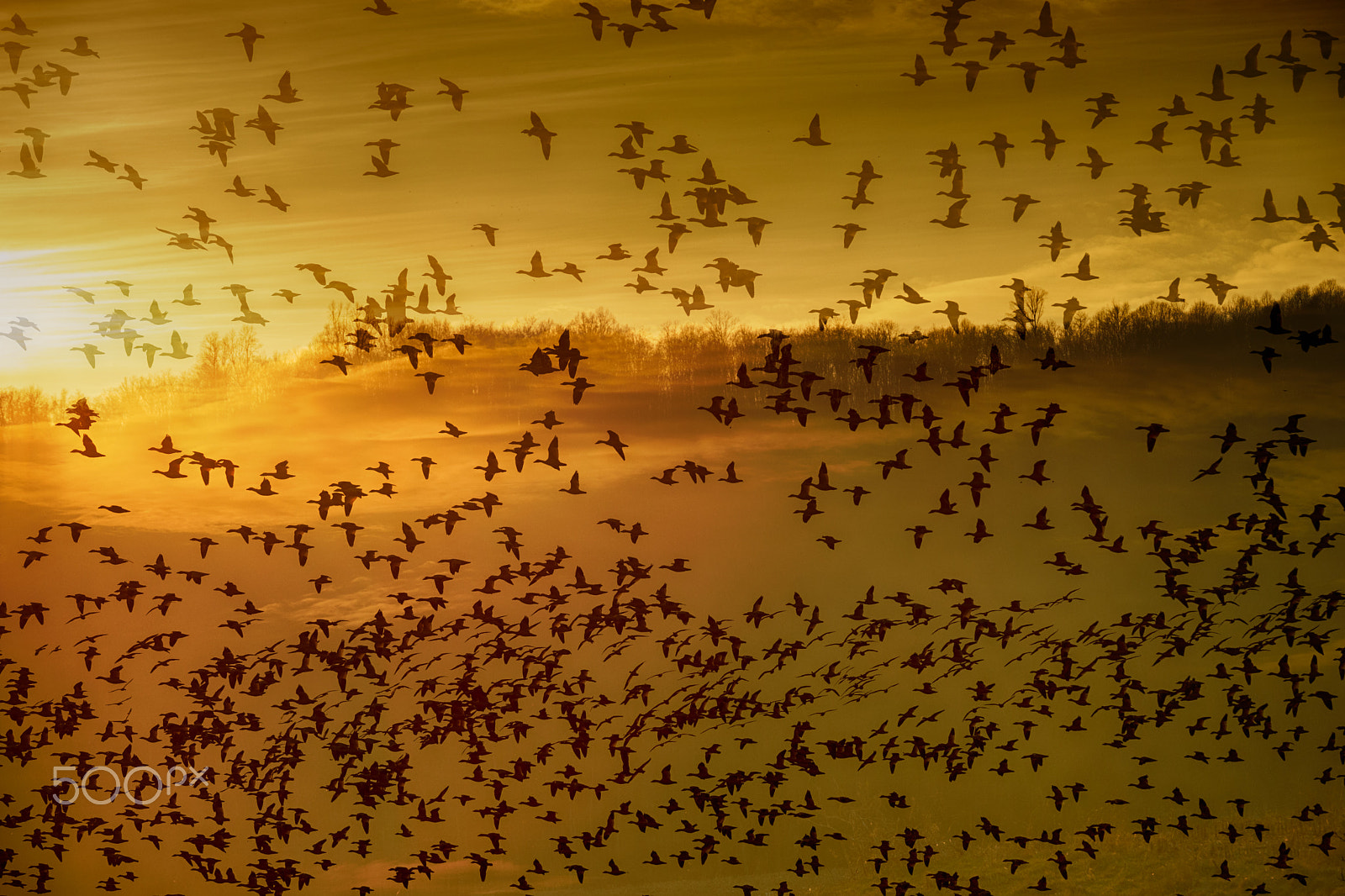70-200mm F4 OSS sample photo. Geese migration photography