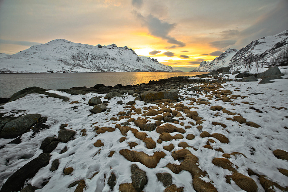 Sigma 14mm f/2.8 EX Aspherical HSM sample photo. Ersfjordbotn trump's wigs plantation photography