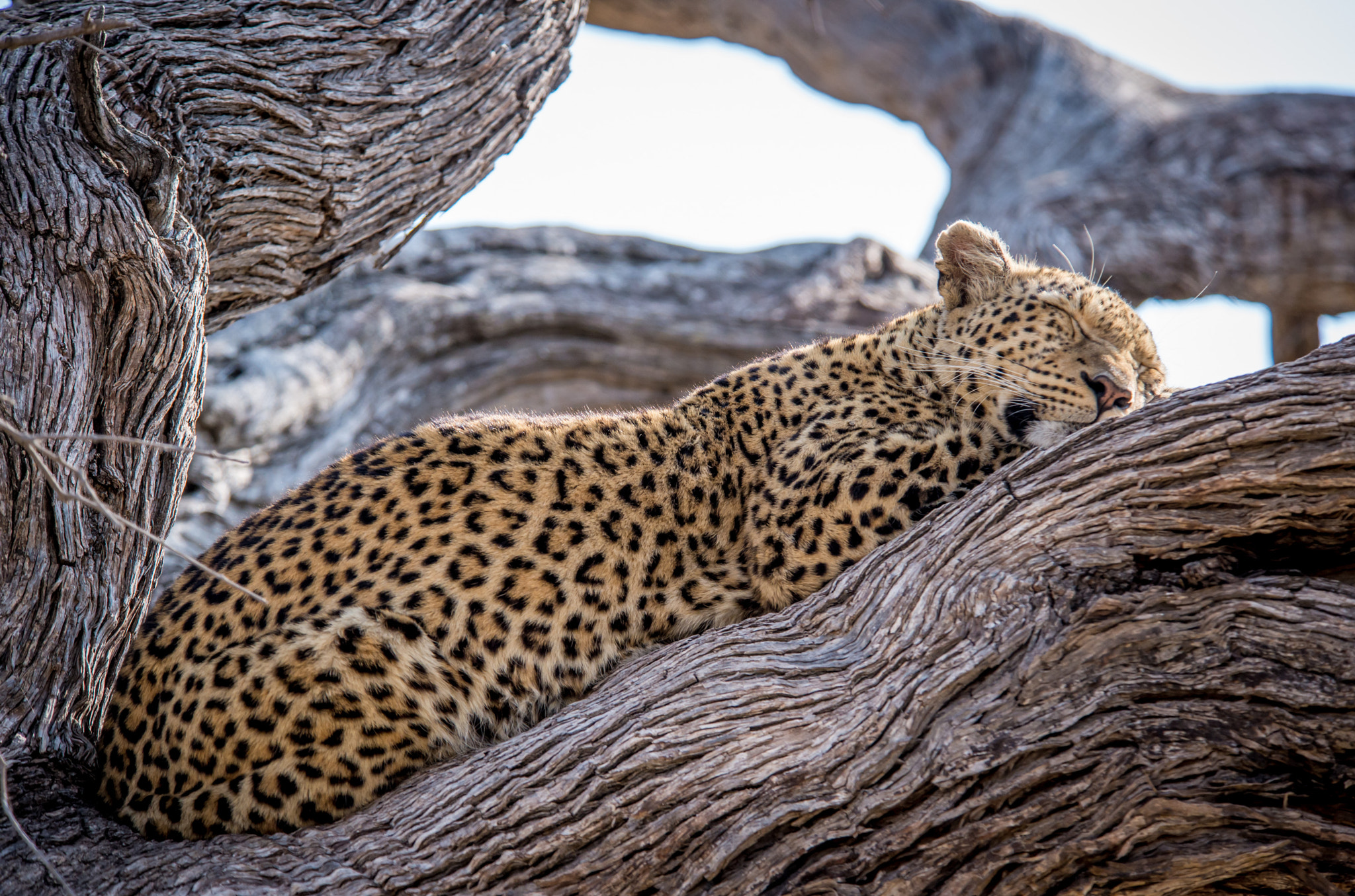 Nikon D600 sample photo. Naptime photography