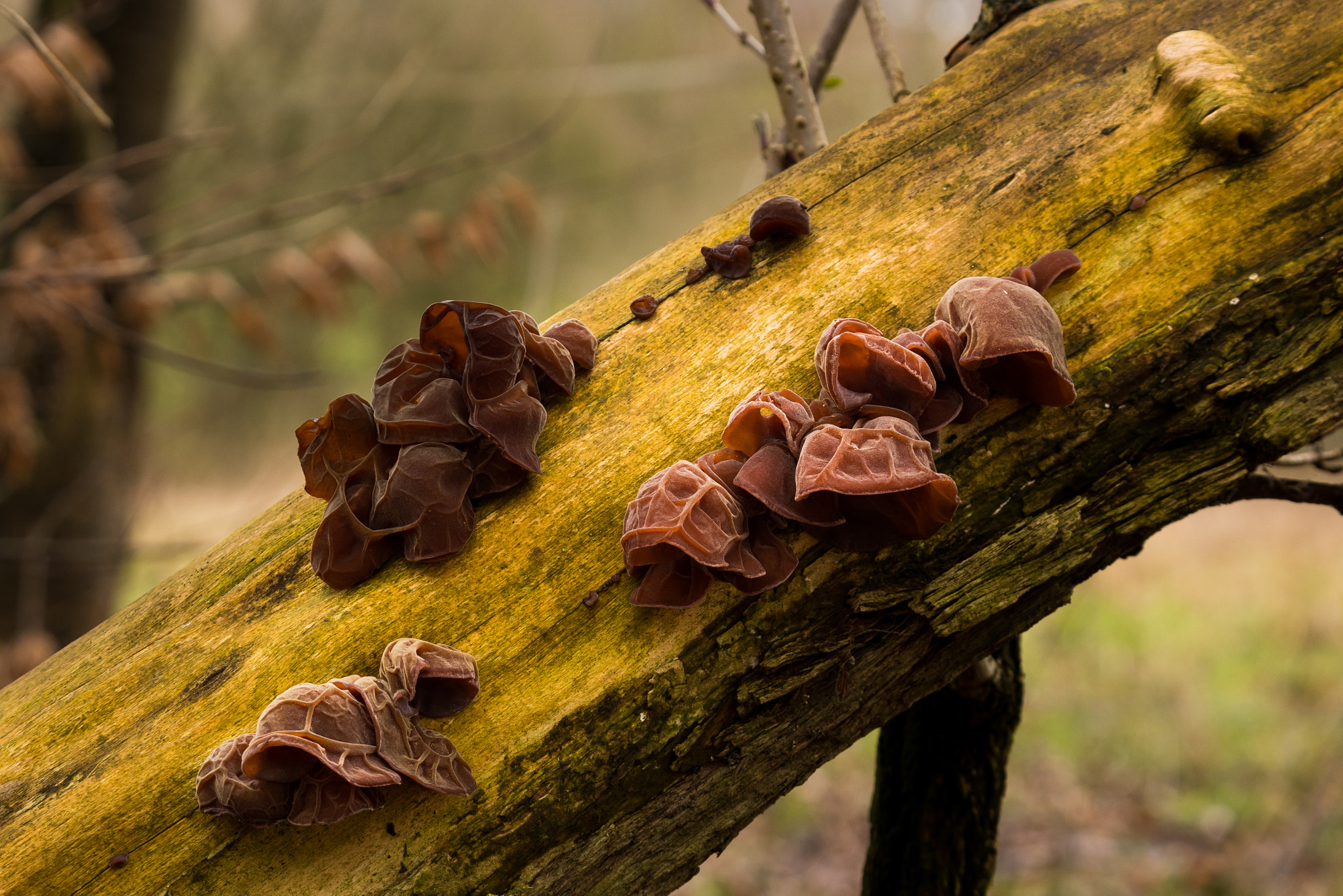 Panasonic Lumix G X Vario 35-100mm F2.8 OIS sample photo. Tree-ear (auricularia auricula-judae) photography