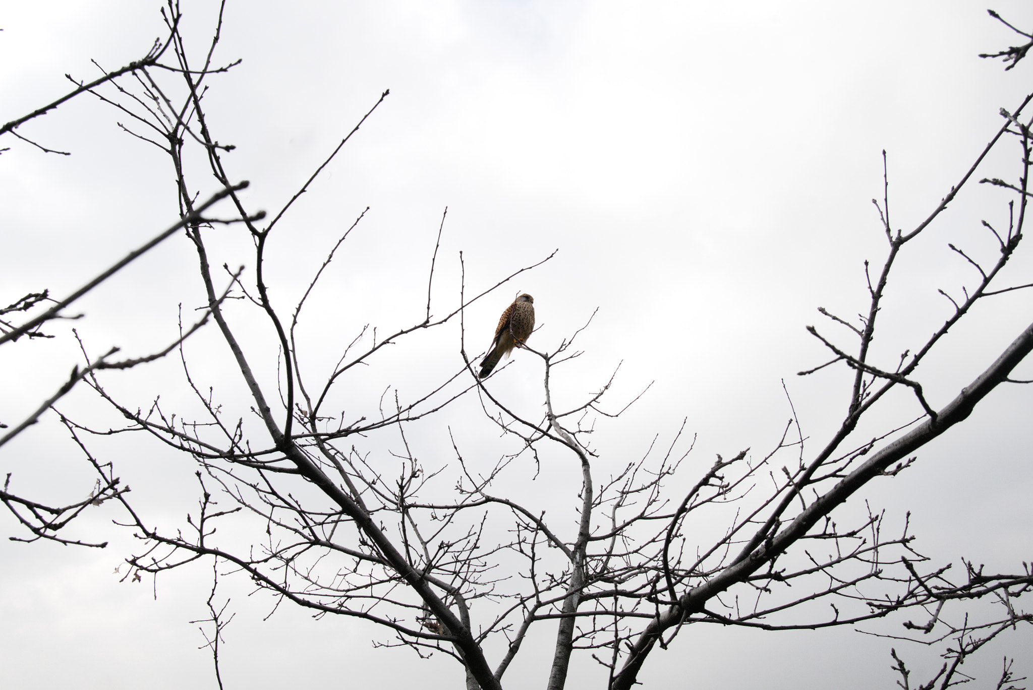 Panasonic Lumix DMC-GF7 sample photo. A bird photography