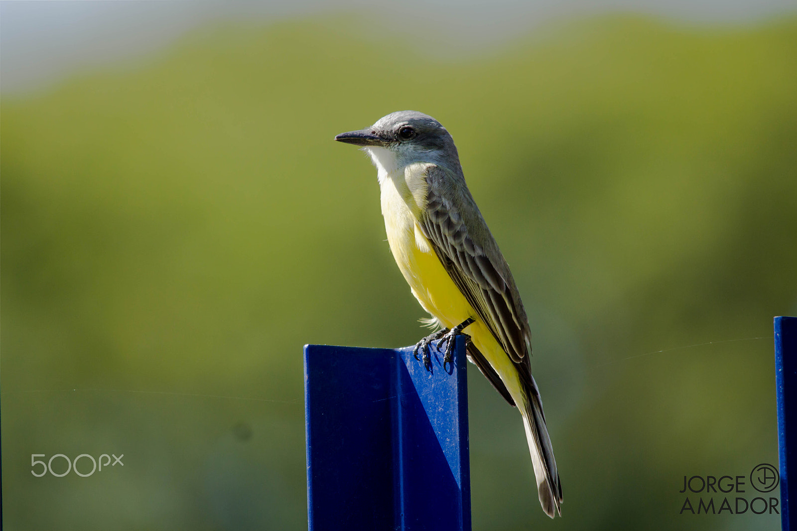 Sigma 150-500mm F5-6.3 DG OS HSM sample photo. Birds in the city photography