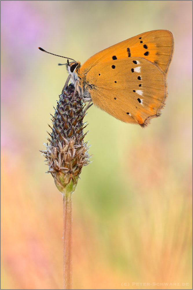Sigma 150mm f/2.8 EX DG OS HSM APO Macro sample photo. Lycaena virgaureae photography