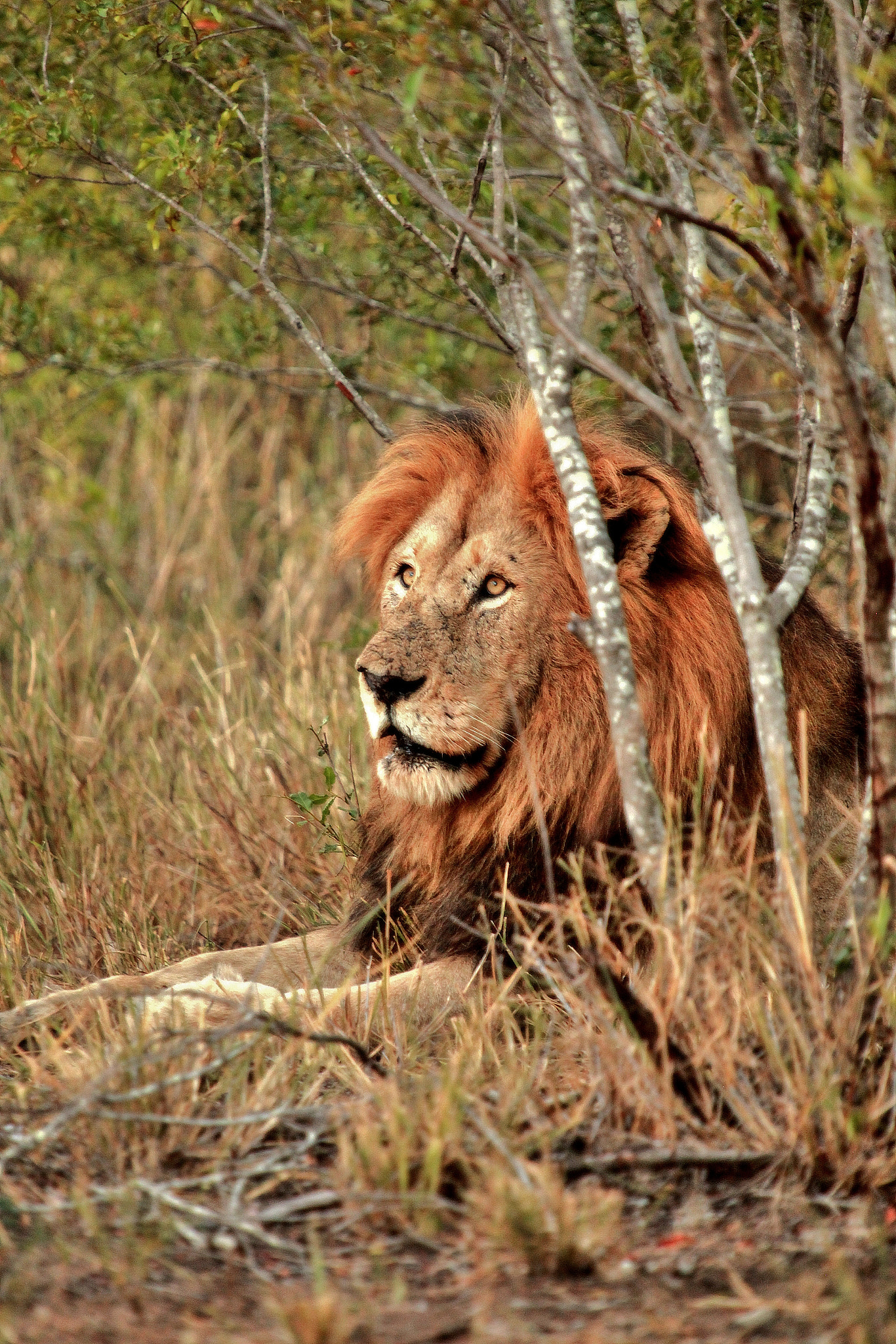 Canon EF 70-200mm F2.8L USM sample photo. Simba photography