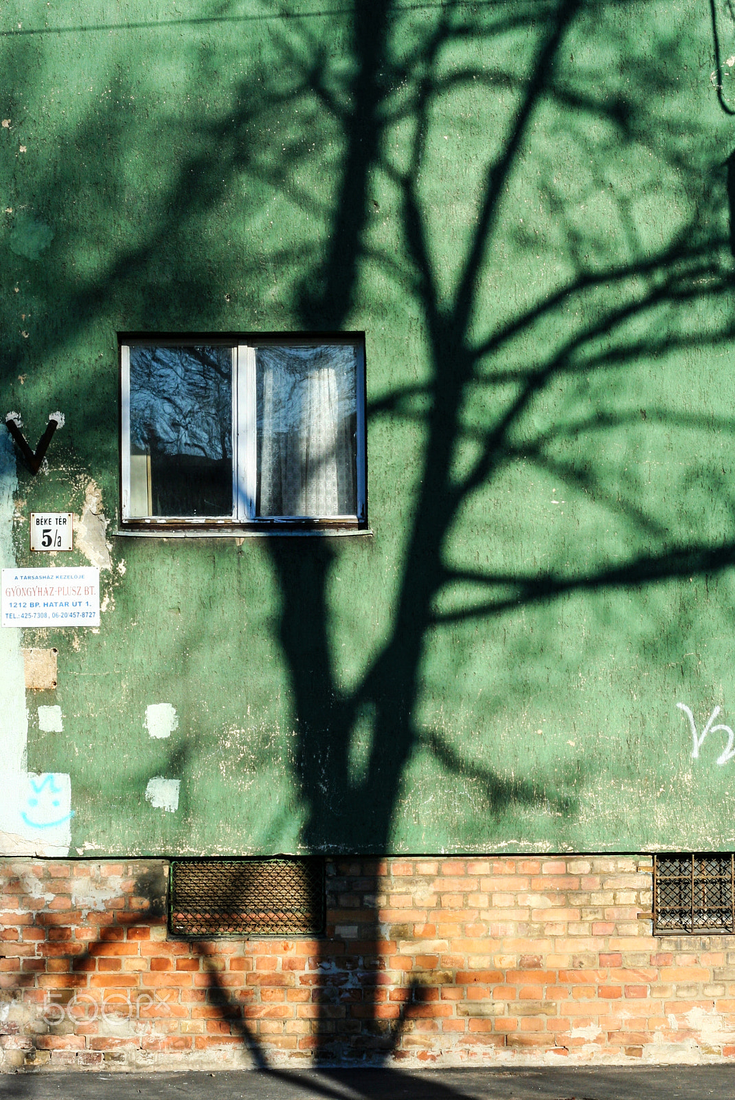 Canon EF 50mm f/1.8 sample photo. Tree on a wall photography