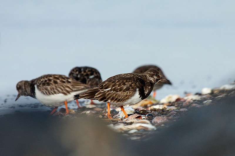 Canon EF 100-400mm F4.5-5.6L IS USM sample photo. Ruddy turnstones photography