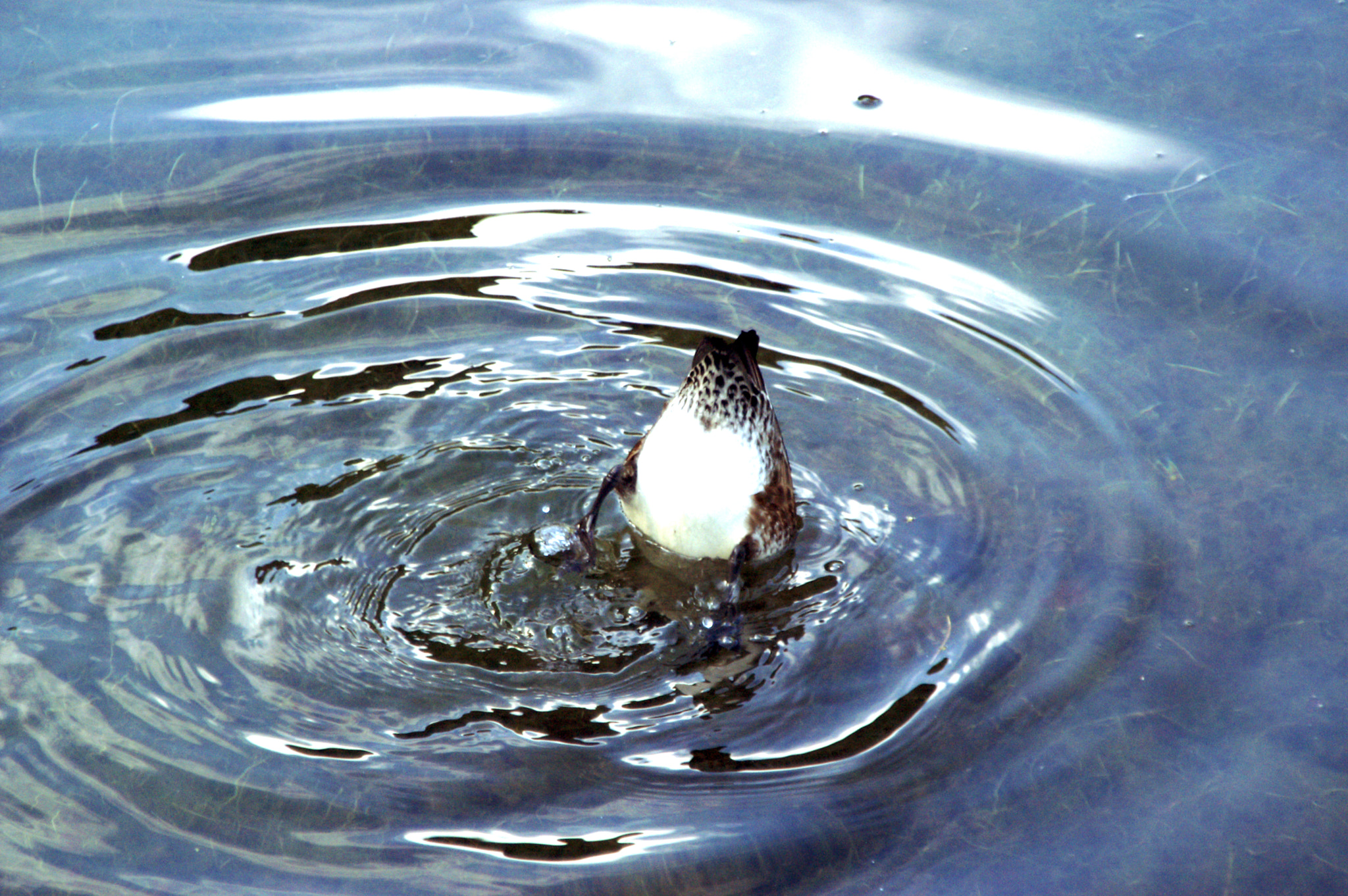 KONICA MINOLTA MAXXUM 5D sample photo. Diving for food photography