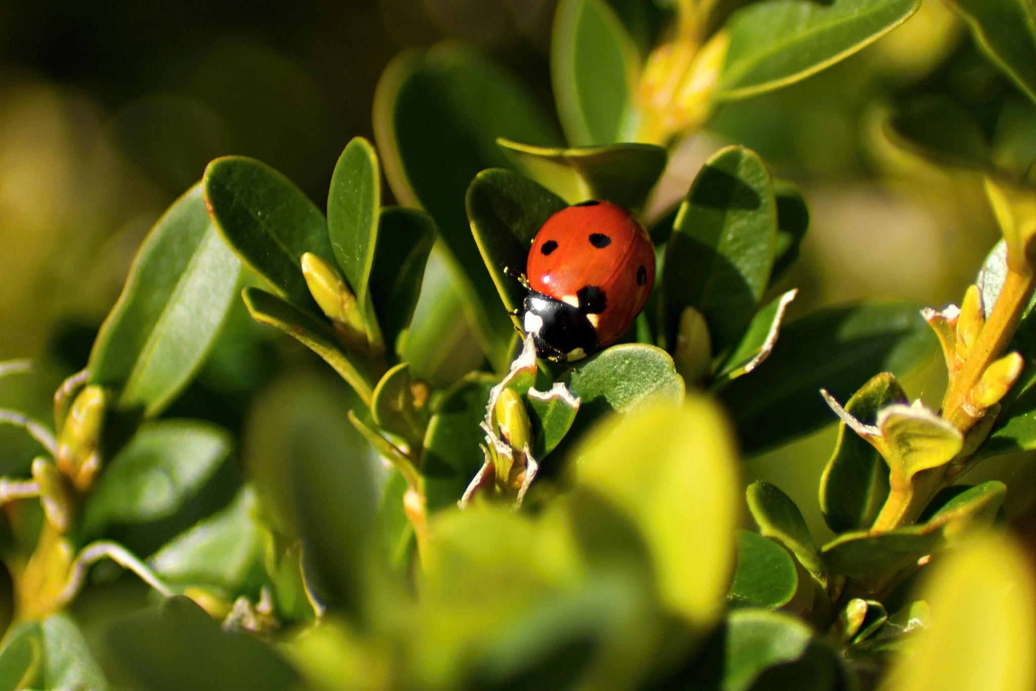 70.00 - 300.00 mm f/4.0 - 5.6 sample photo. Spring!!! photography
