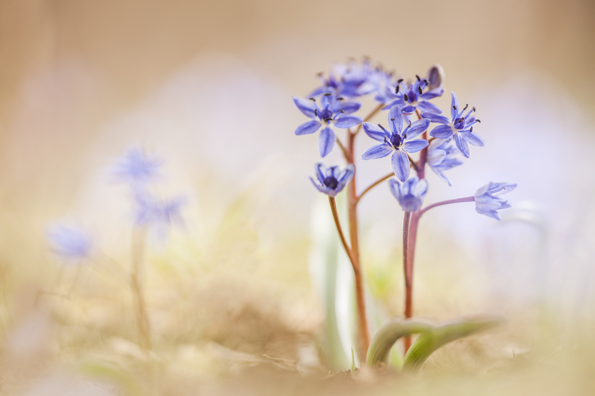 Sigma APO Macro 180mm F2.8 EX DG OS HSM sample photo. Alpine squill photography