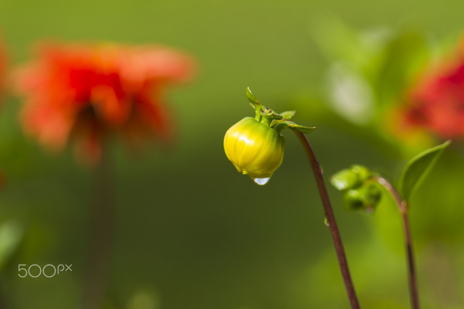 Canon EOS-1D Mark IV sample photo. Red dahlias summer day photography