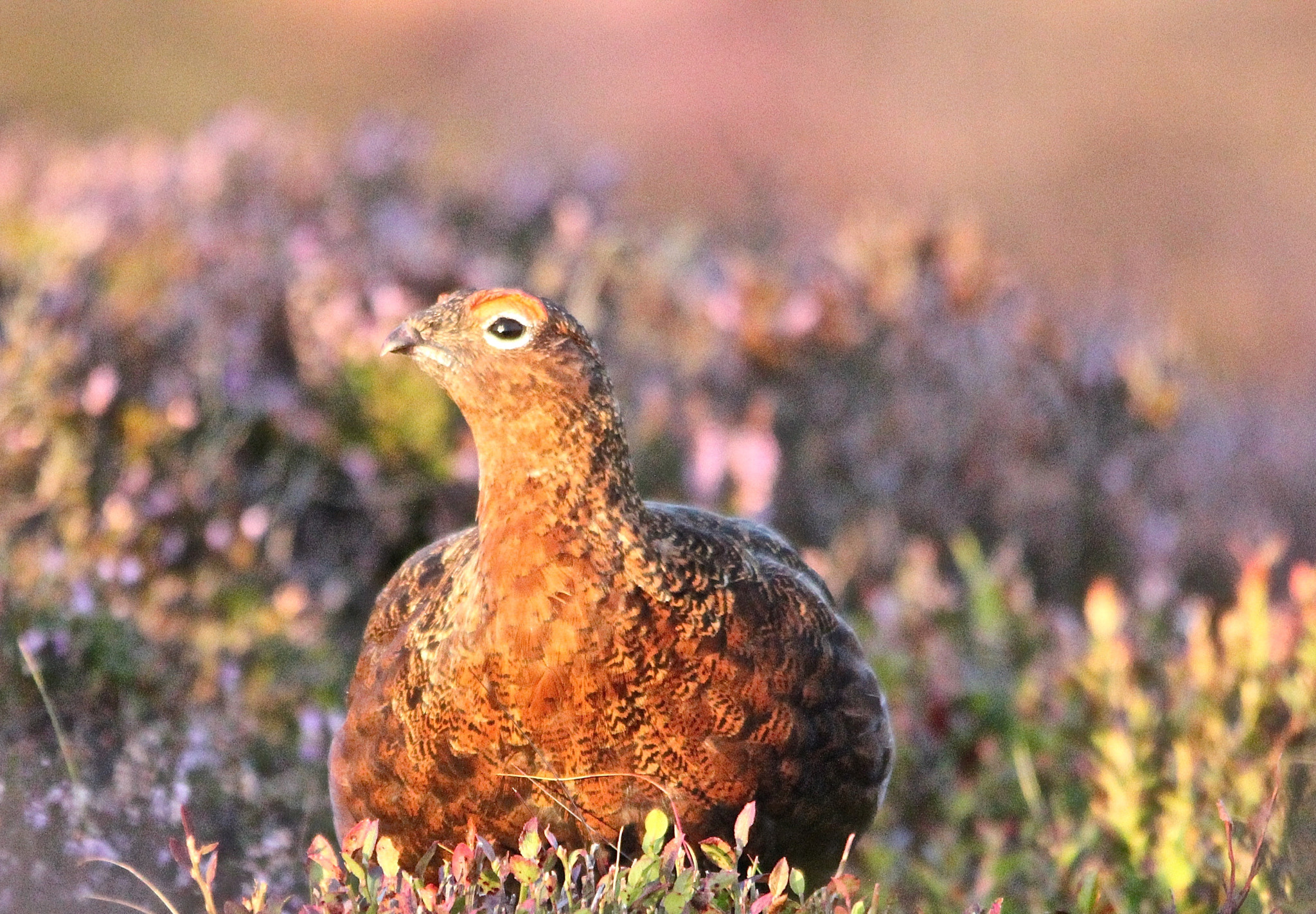 Canon EOS 550D (EOS Rebel T2i / EOS Kiss X4) + Sigma 150-500mm F5-6.3 DG OS HSM sample photo. Red grouse in early evening sunshine photography