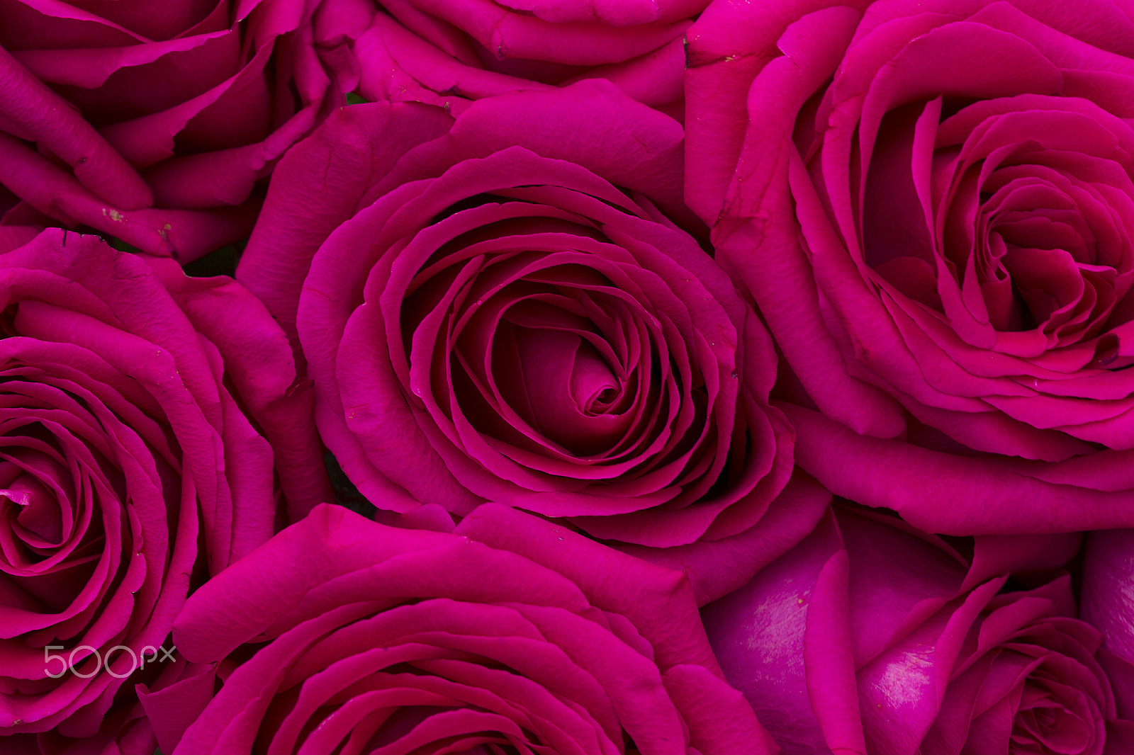 Canon EOS-1D Mark IV sample photo. Bouquet of roses photography
