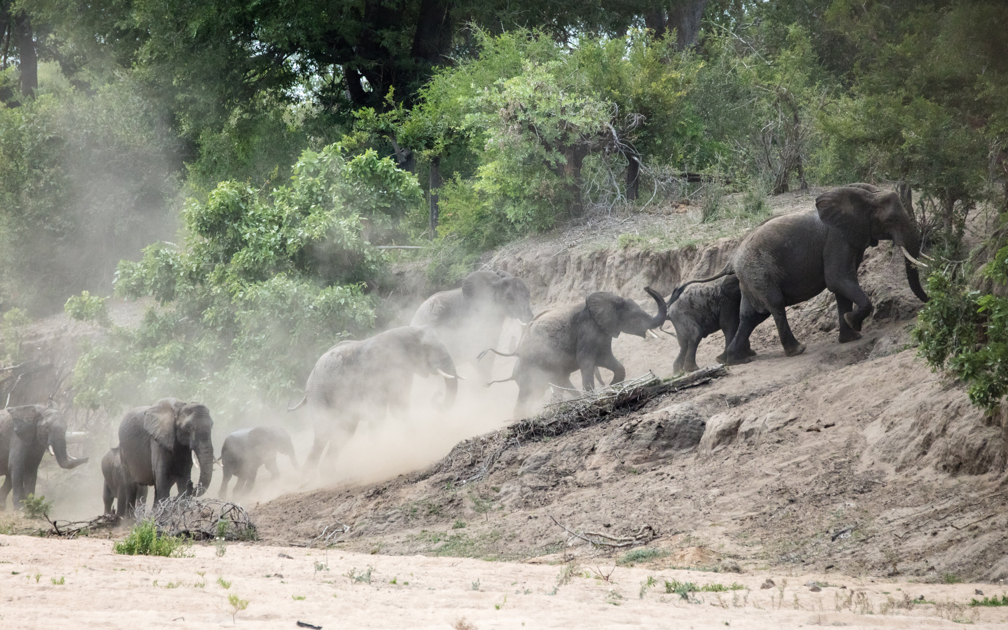 Canon EOS 5DS R + Canon EF 70-200mm F2.8L IS II USM sample photo. Elephants on the move photography