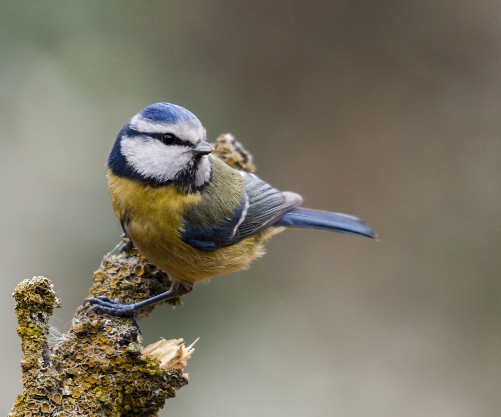 Sigma 50-500mm F4.5-6.3 DG OS HSM sample photo. Hererillo photography