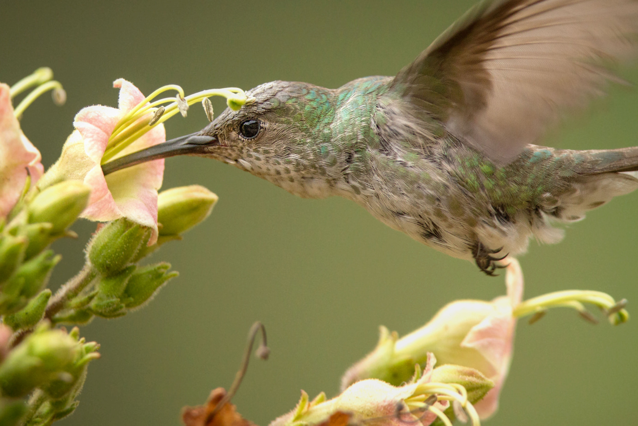 Canon EF 300mm F2.8L IS USM sample photo. Green-and-white hummingbird photography