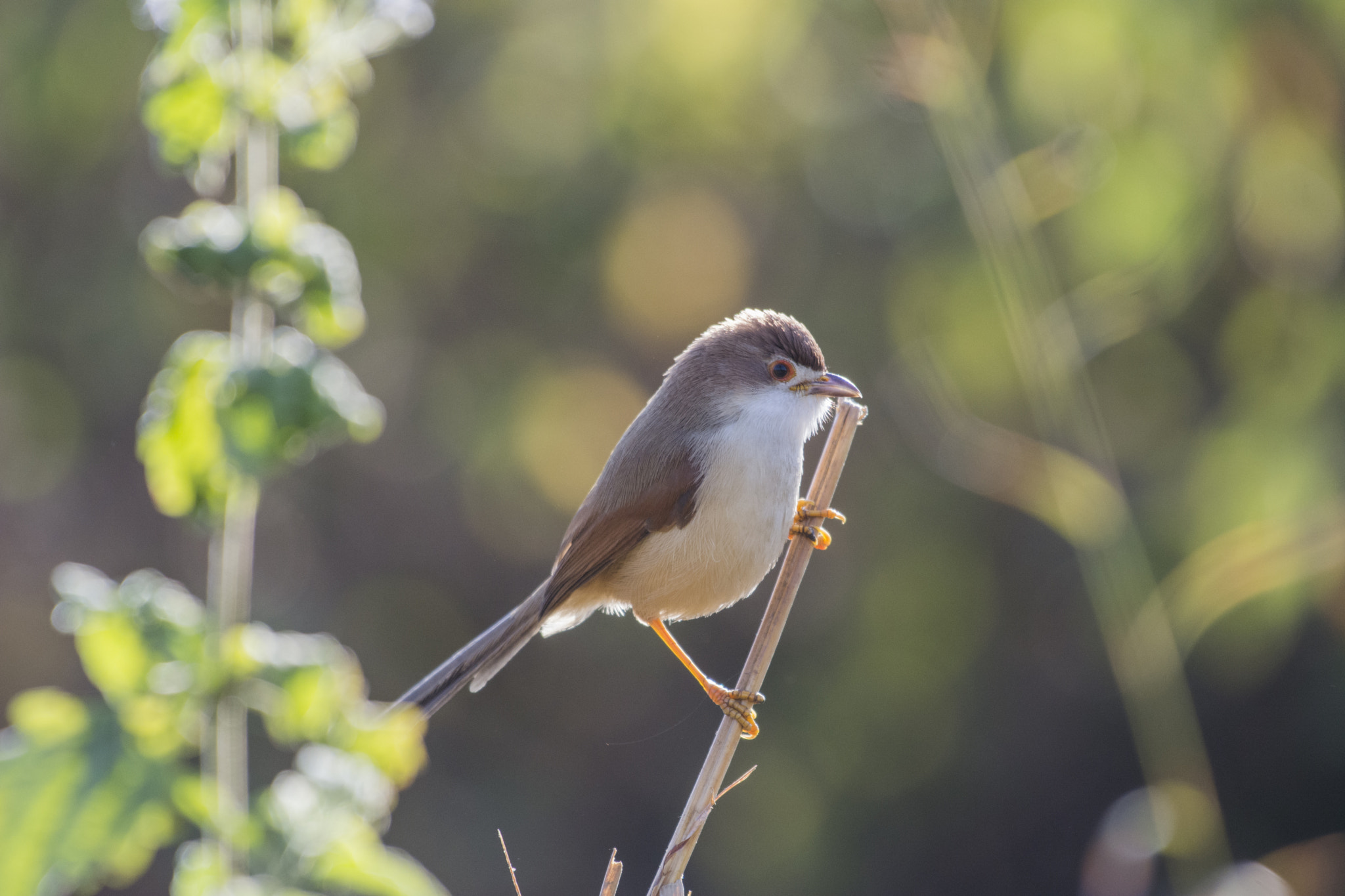 Nikon AF-S Nikkor 200-500mm F5.6E ED VR sample photo. Yellow eyed babbler photography