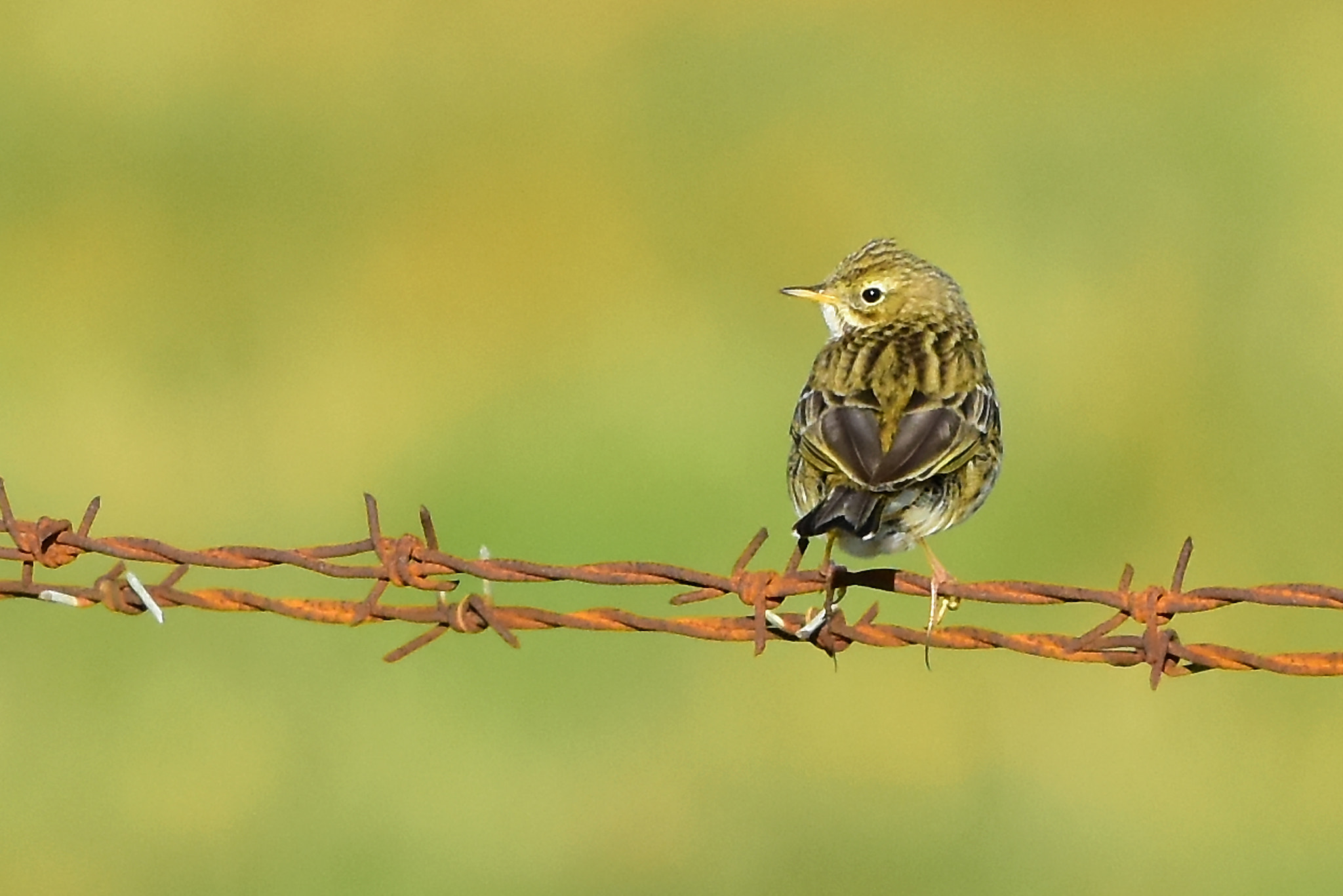 Sigma 500mm F4.5 EX DG HSM sample photo. Springtime lark photography