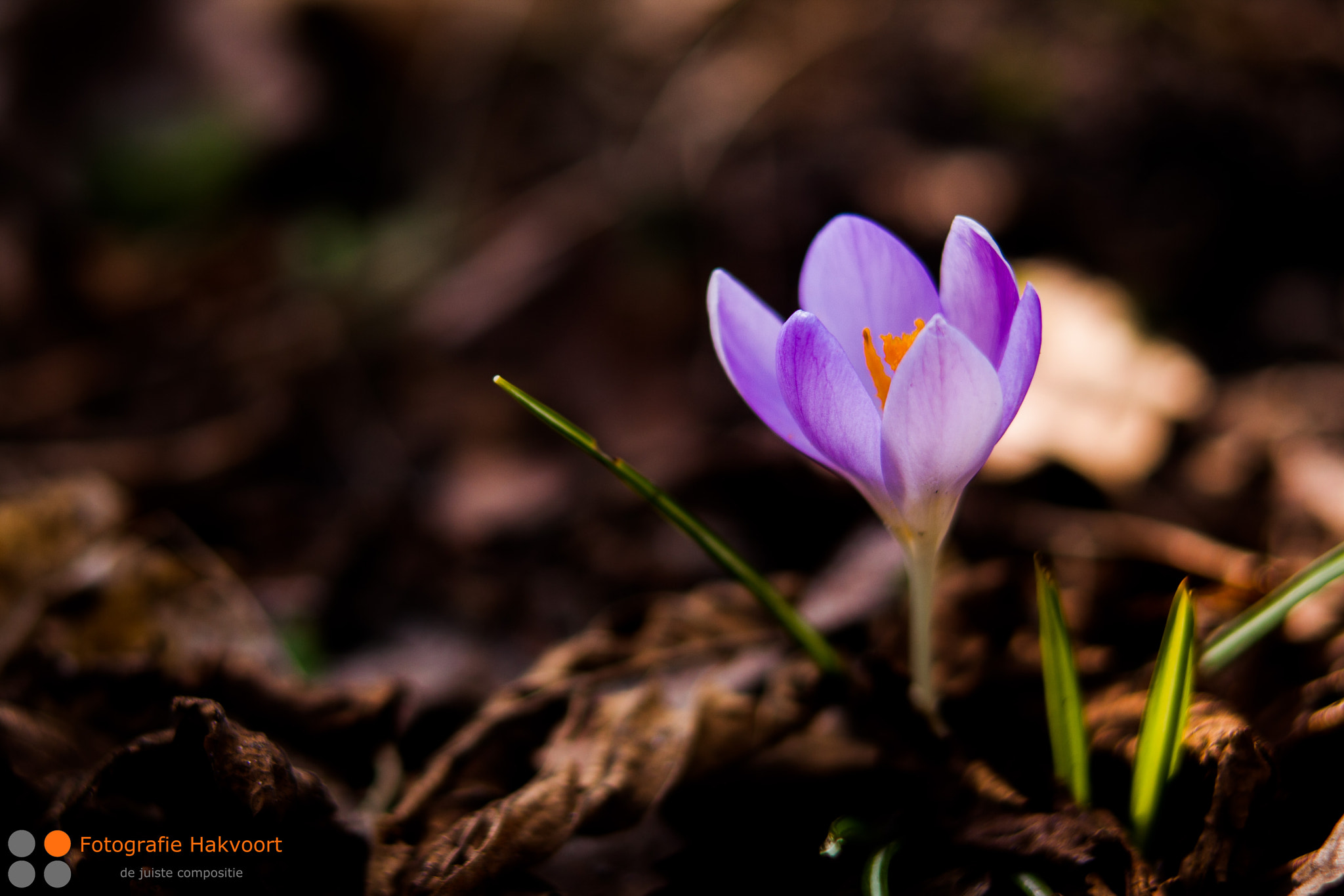 Sigma APO 50-150mm f/2.8 [II] EX DC HSM sample photo. Rise and shine photography
