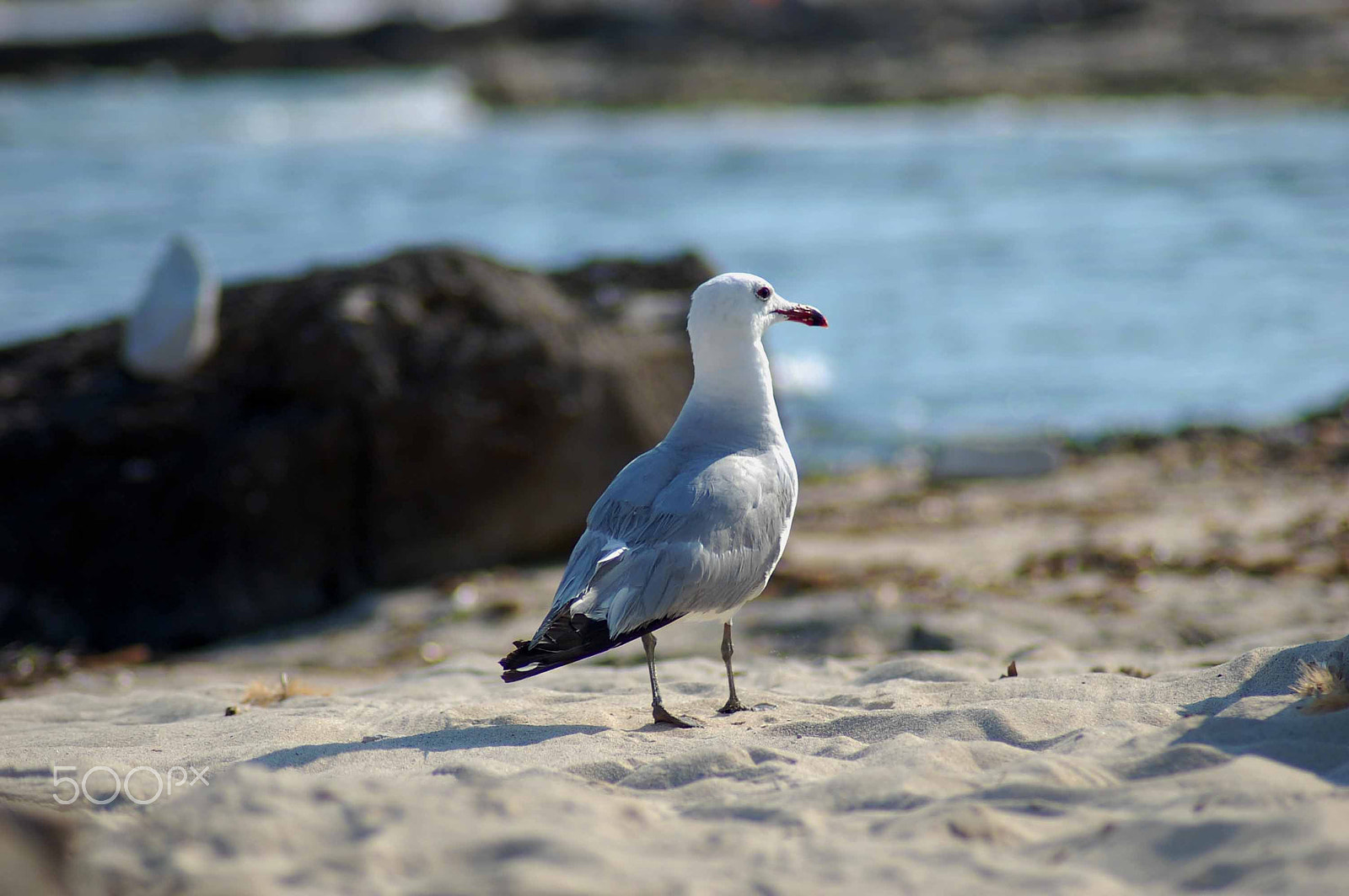 Nikon D40 sample photo. A seagull on the road photography