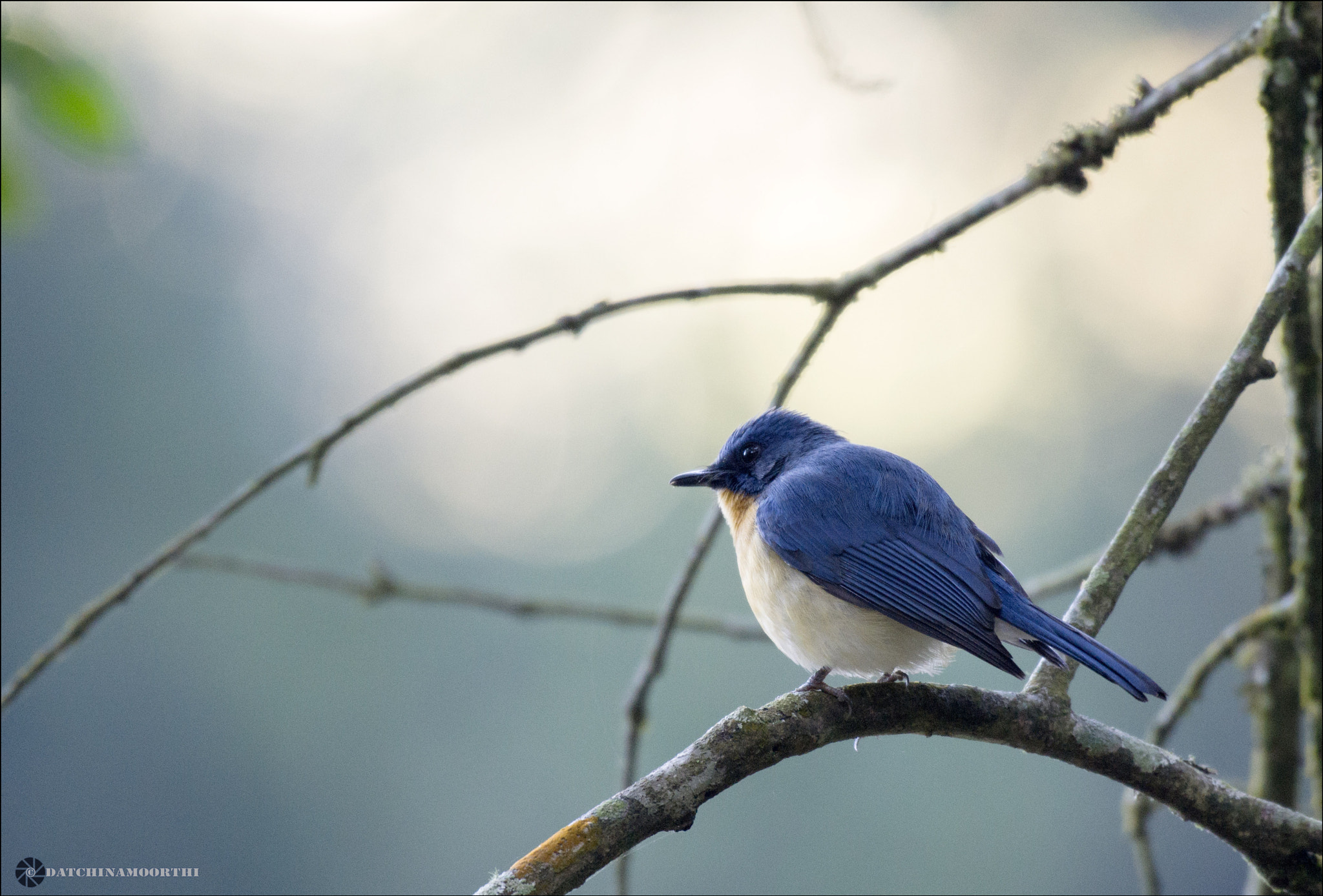 Nikon AF-S Nikkor 200-500mm F5.6E ED VR sample photo. White bellied blue flycatcher photography