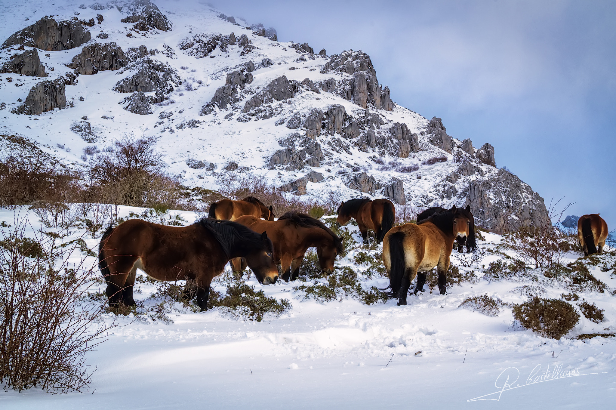 Sony SLT-A58 + Sony DT 18-55mm F3.5-5.6 SAM sample photo. Caballos en la nieve photography