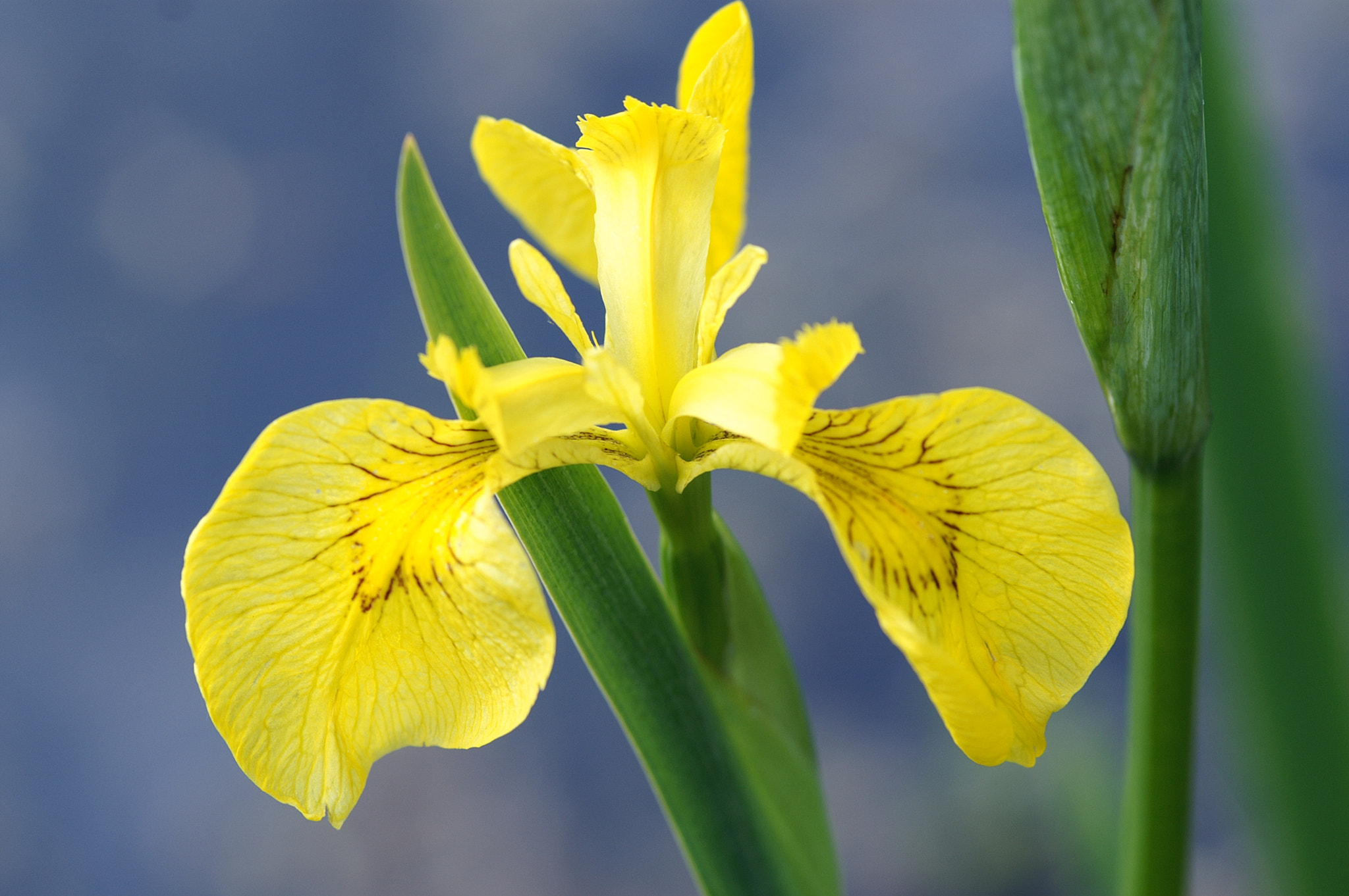 KONICA MINOLTA DYNAX 7D + Sigma AF 105mm F2.8 EX [DG] Macro sample photo. Yellow iris (iris pseudacorus) photography