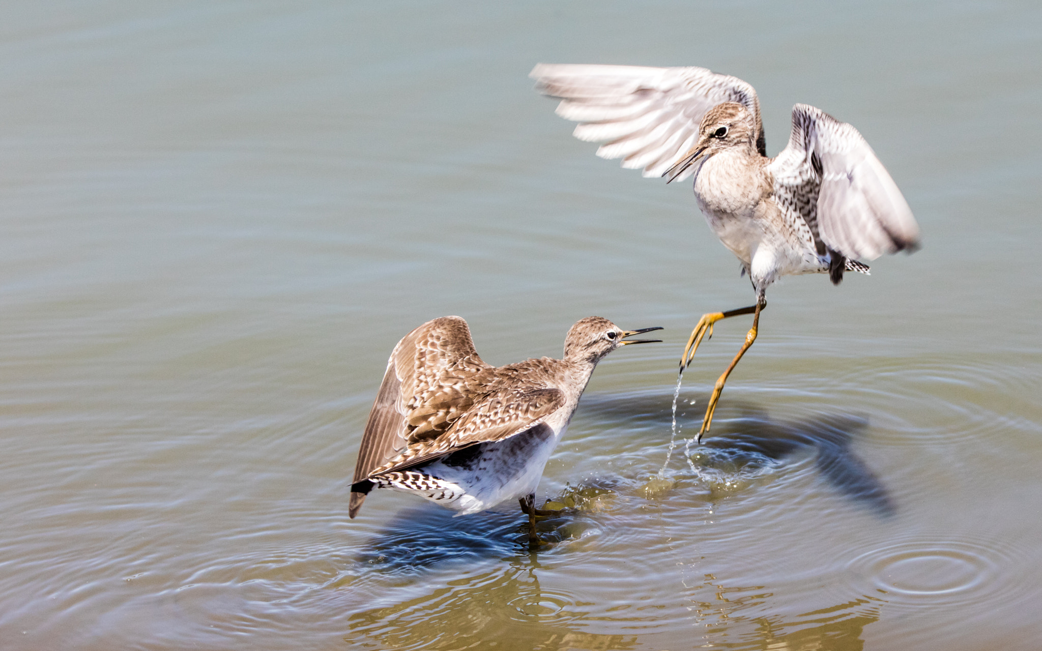 Canon EF 70-200mm F2.8L IS II USM sample photo. Playing birds photography