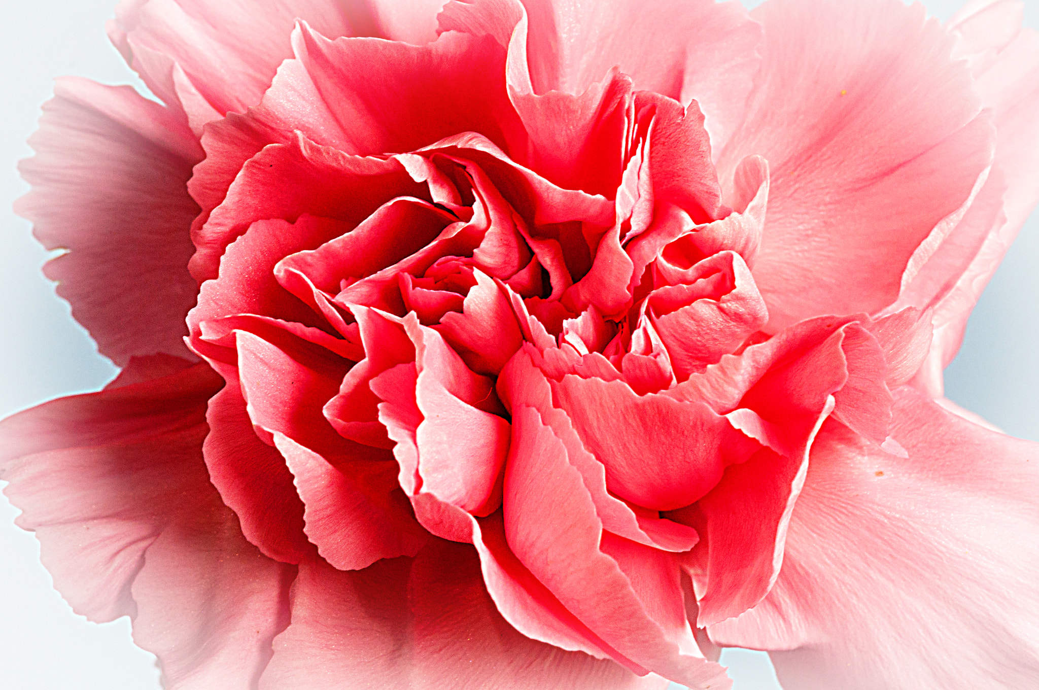 Nikon AF-S DX Micro-Nikkor 85mm F3.5G ED VR sample photo. 'pink carnation' photography