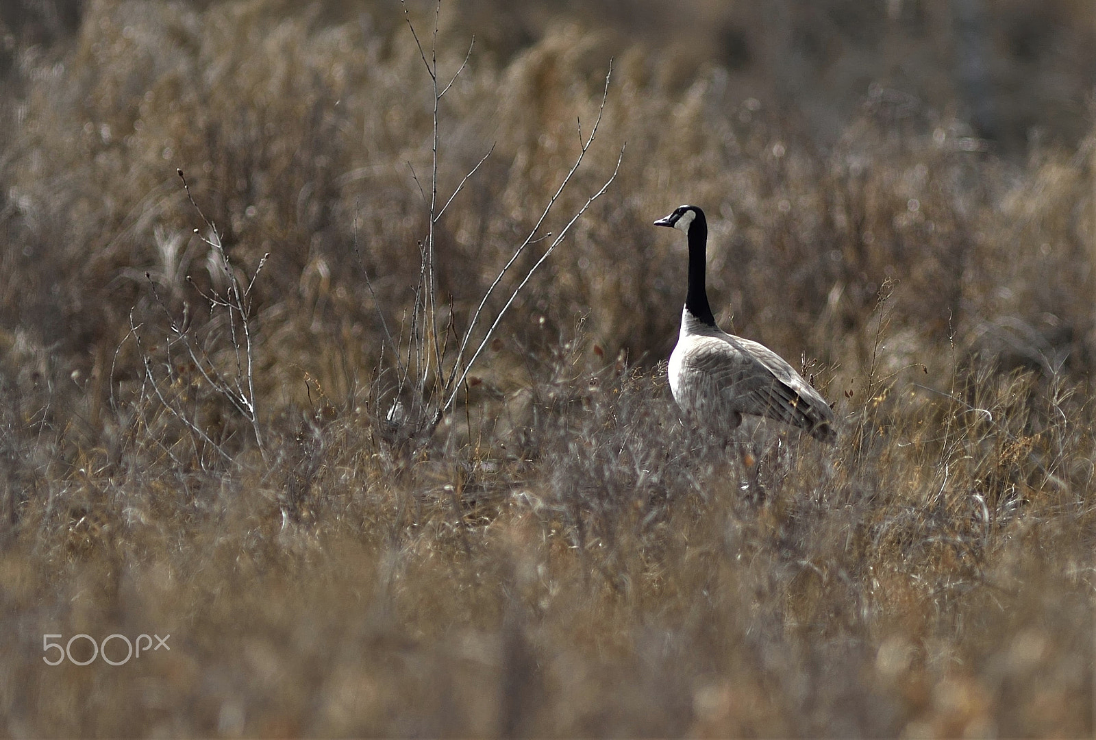 AF Nikkor 300mm f/2.8 IF-ED sample photo. A canada goose inspecting its territory photography