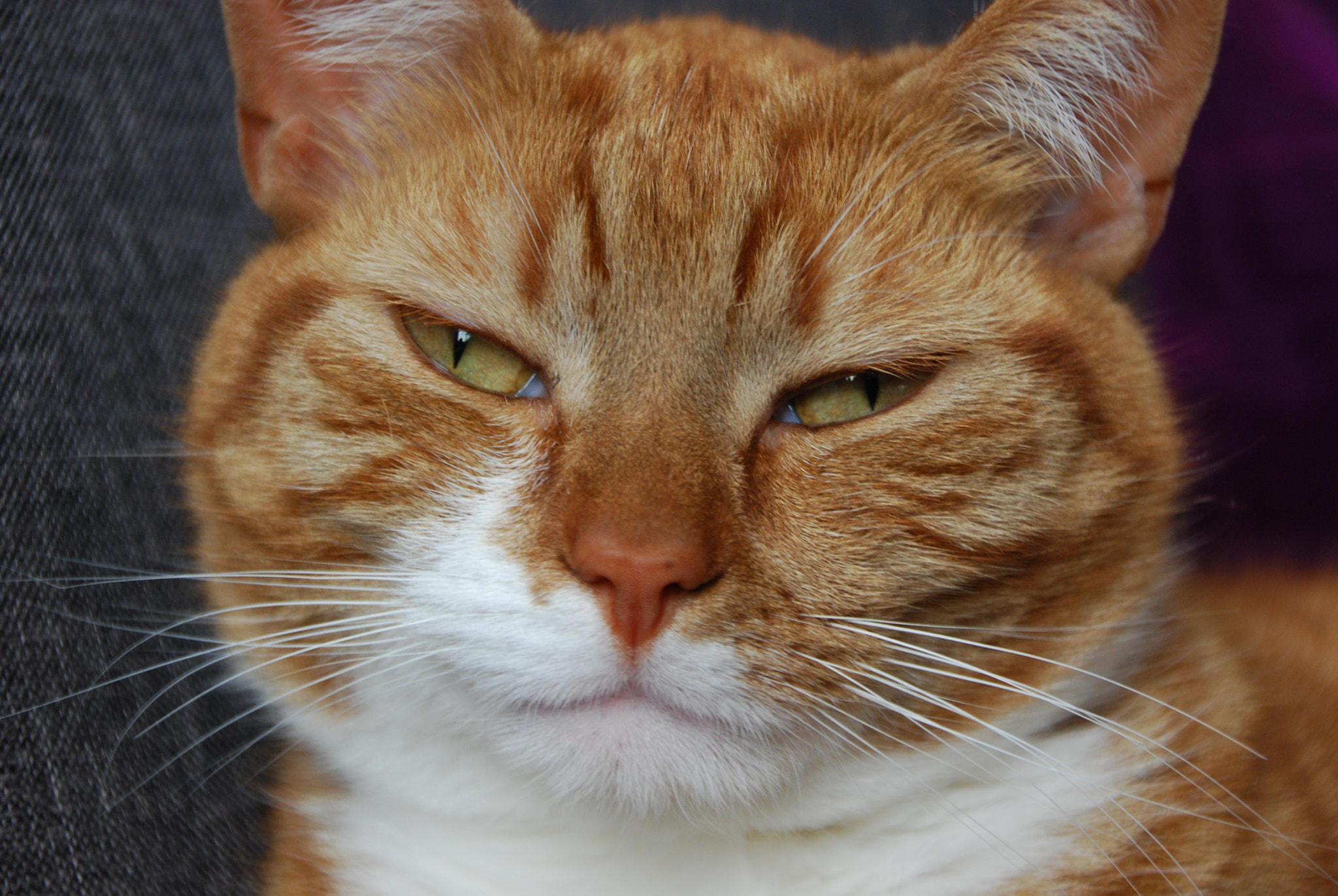 Nikon D40X sample photo. Onze kat "tijger". photography