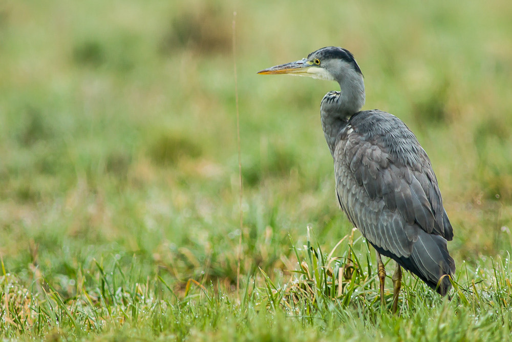 Canon EF 200mm F2.8L II USM sample photo. Grey heron photography