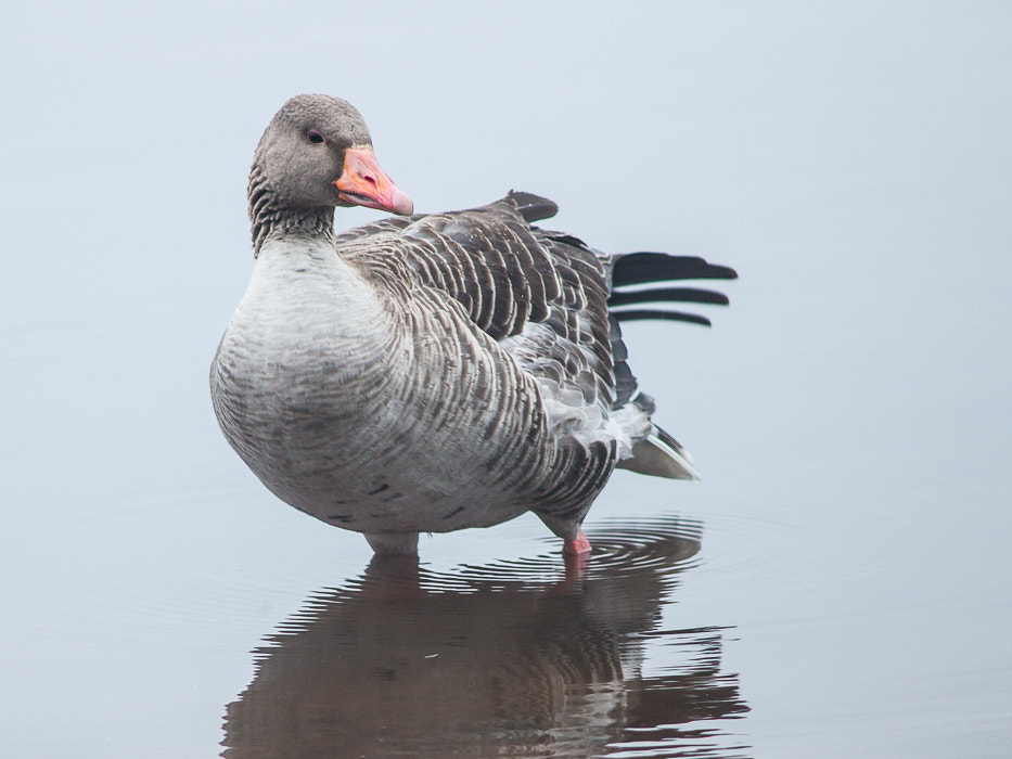 Canon EF 200mm F2.8L II USM sample photo. Goose photography
