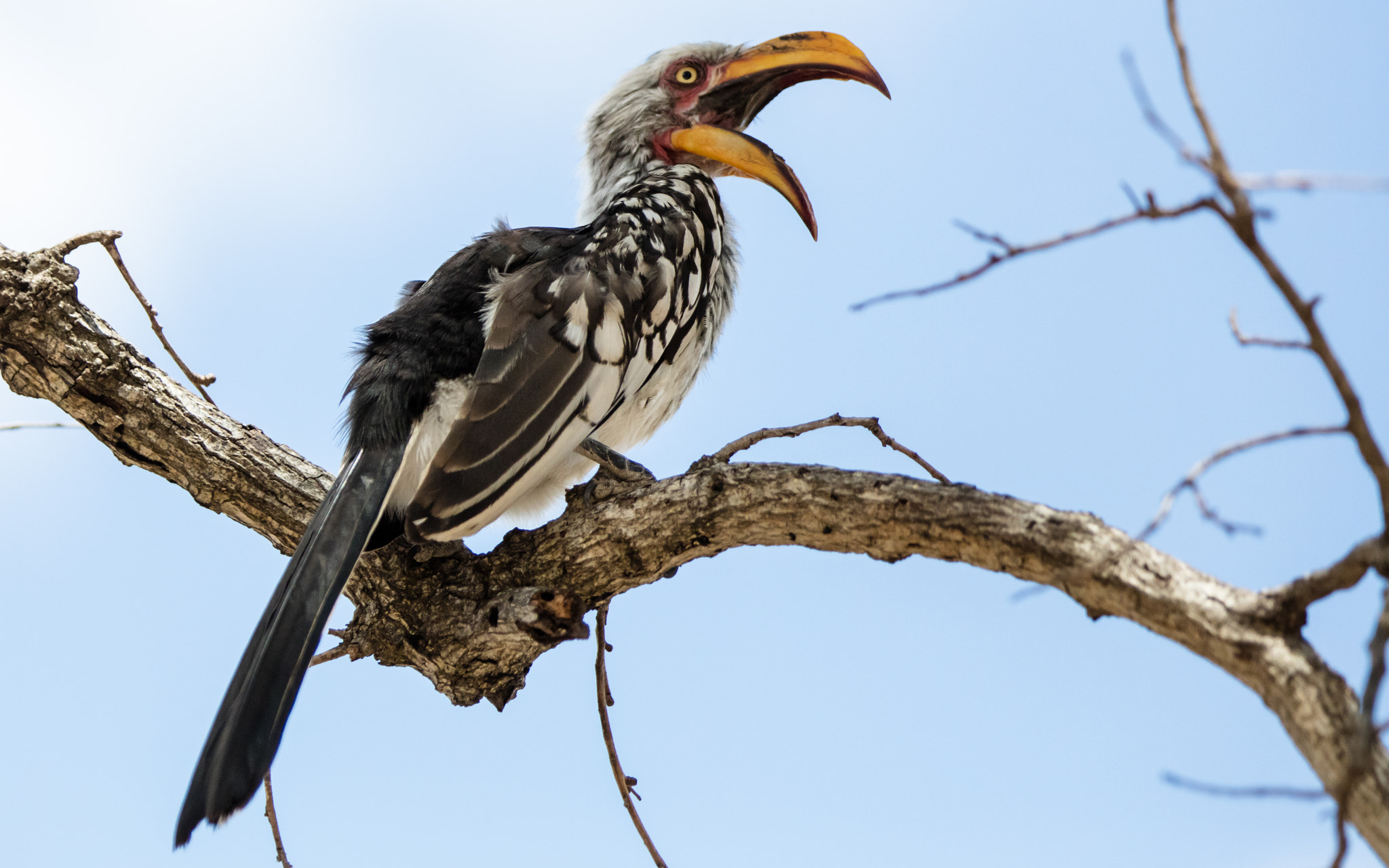 Canon EOS 5DS R + Canon EF 70-200mm F2.8L IS II USM sample photo. Complaining hornbill photography