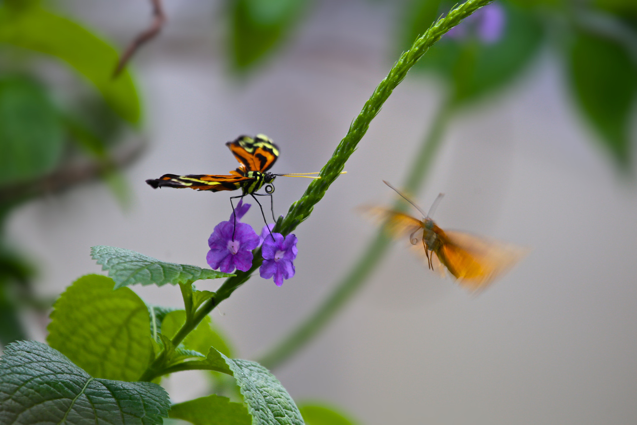 Canon EF 100-400mm F4.5-5.6L IS USM sample photo. Papillorama photography