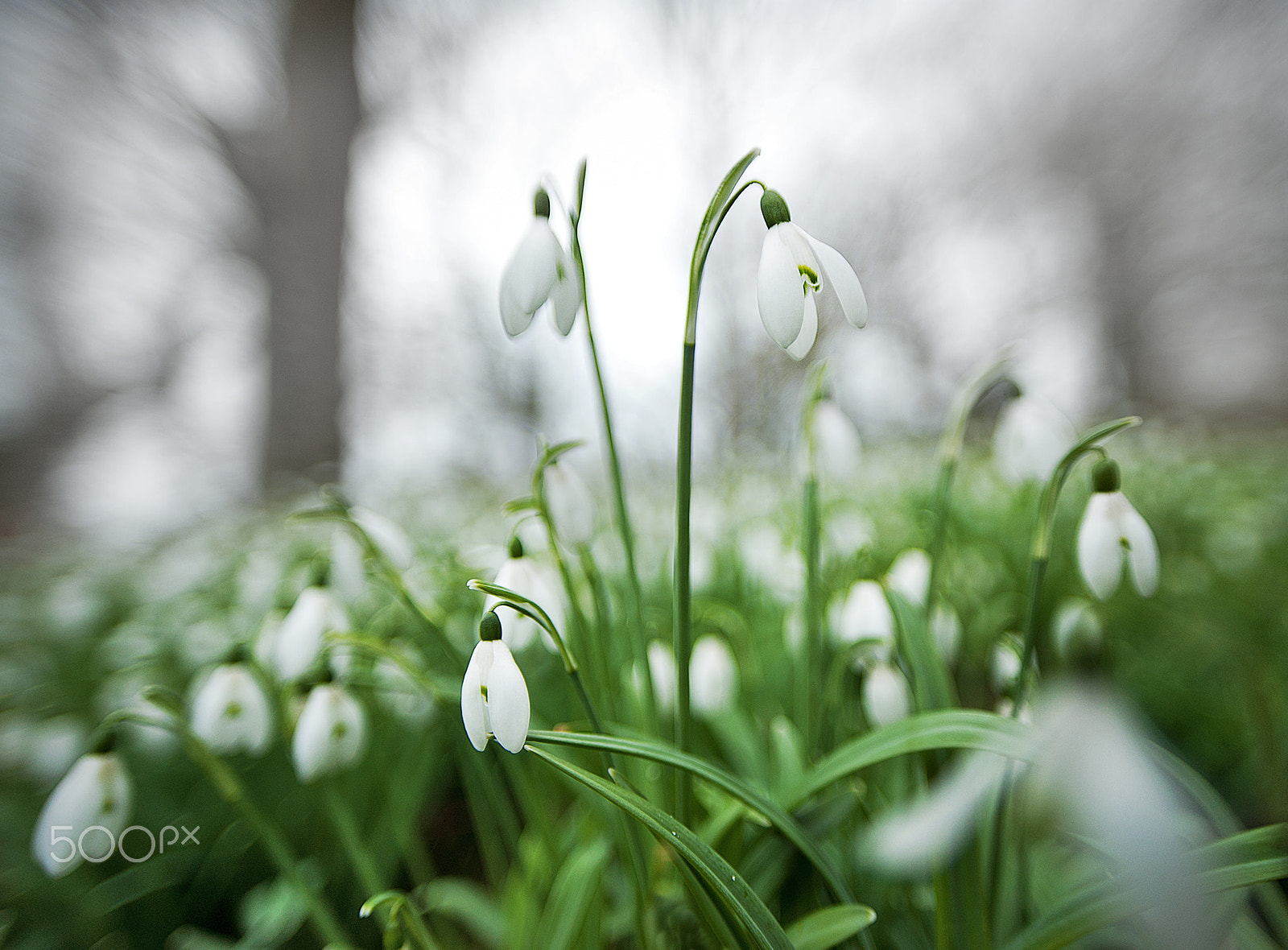 Nikon D700 + Sigma 20mm F1.8 EX DG Aspherical RF sample photo. Snowdrops photography