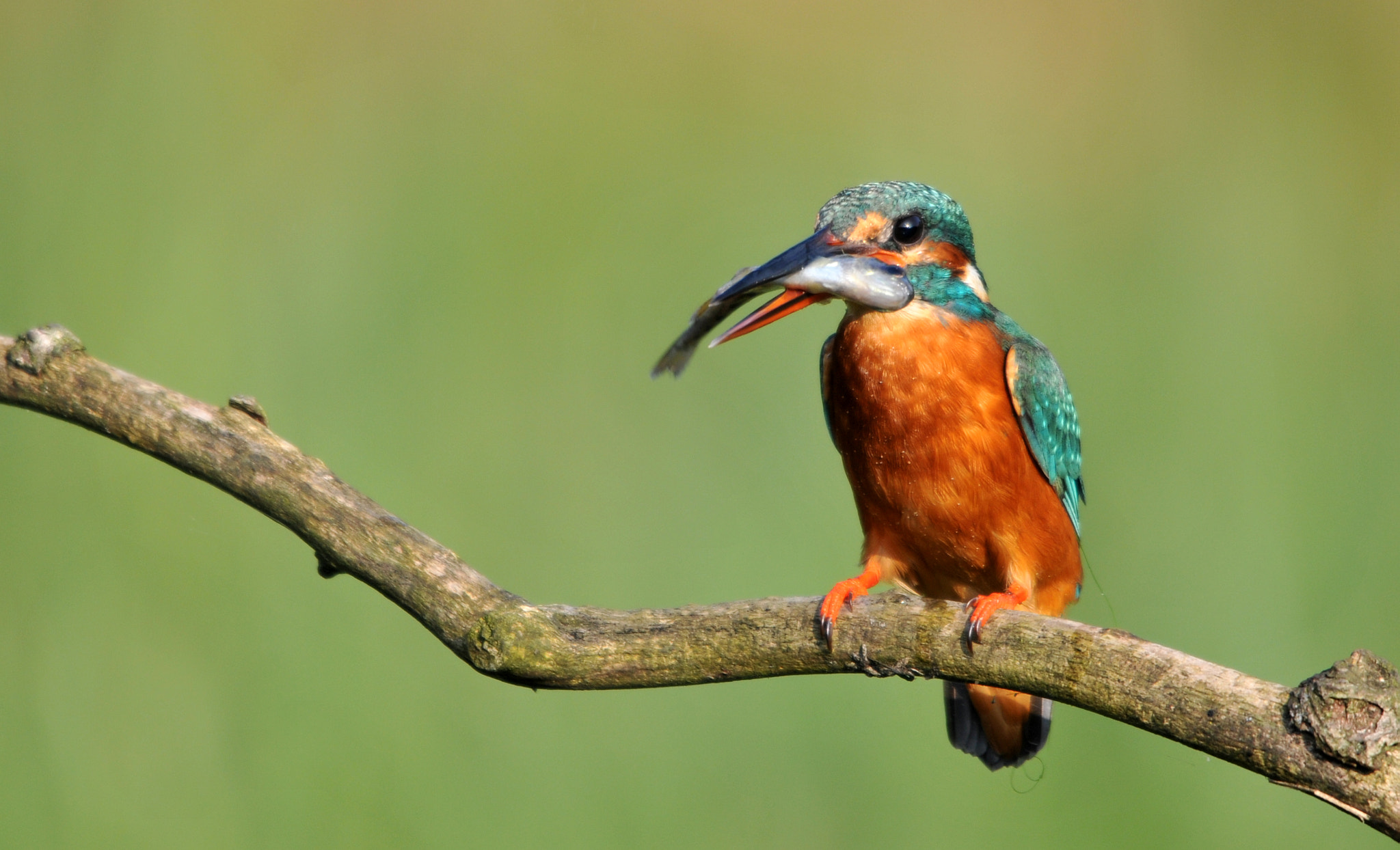 Sigma 120-400mm F4.5-5.6 DG OS HSM sample photo. Martin pescatore photography