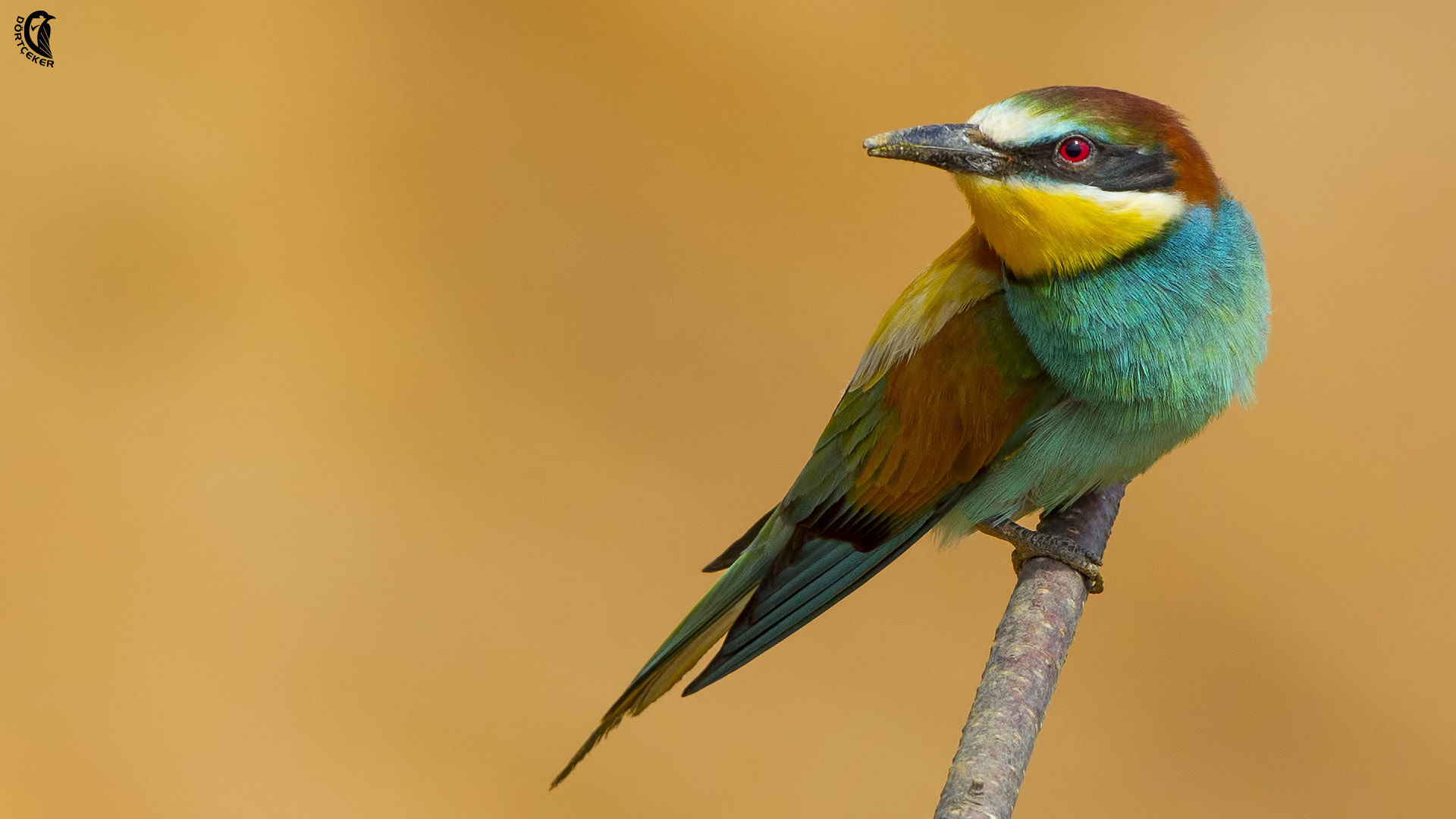Canon EF 600mm F4L IS II USM sample photo. Colors photography