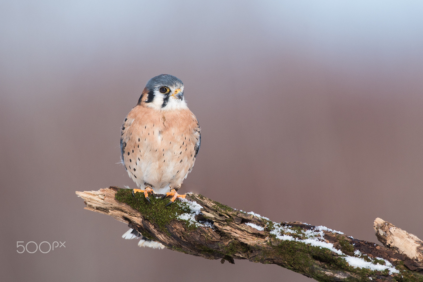 Nikon D750 + Nikon AF-S Nikkor 600mm F4D ED-IF II sample photo. American kestrel photography