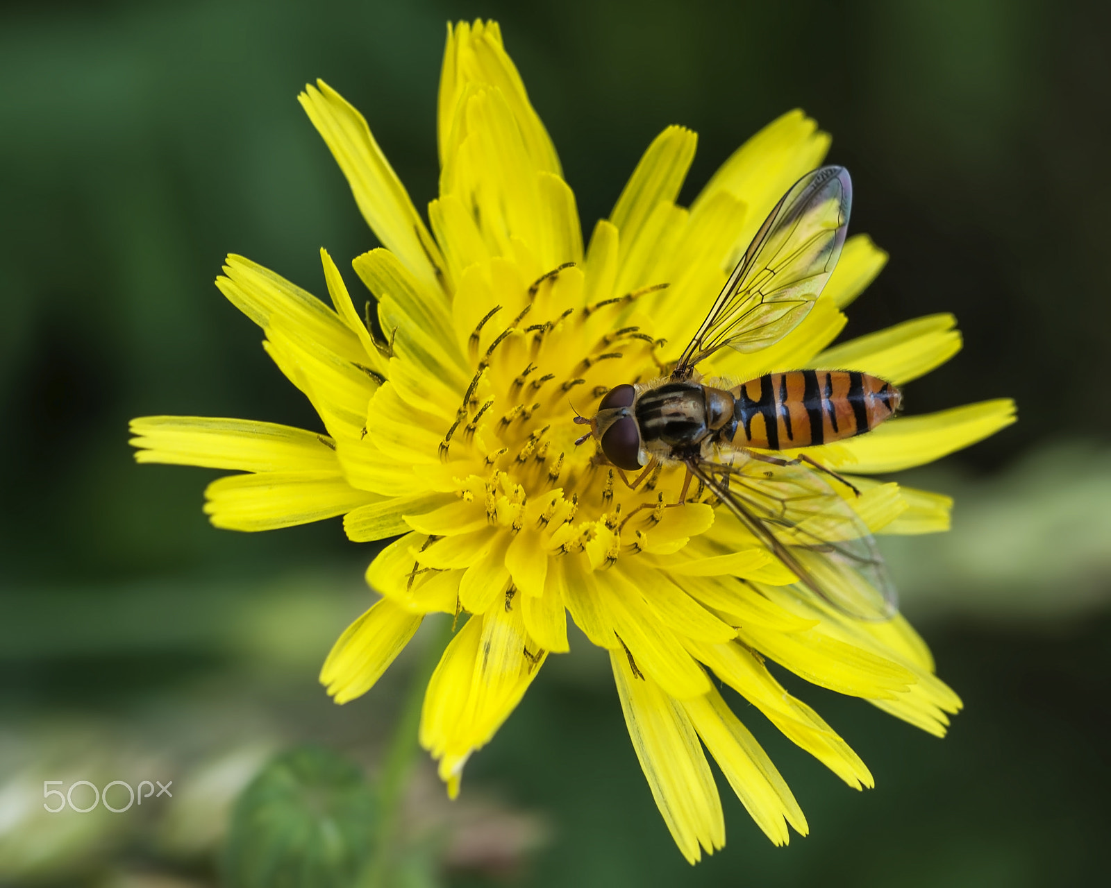 Nikon D700 + AF Micro-Nikkor 55mm f/2.8 sample photo. Taraxacum officinale nad bee photography