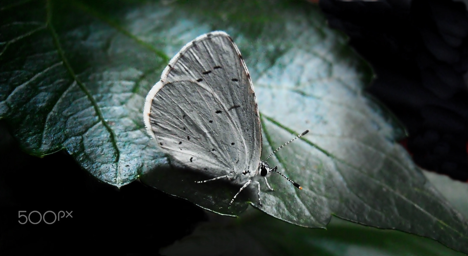 Olympus VR325,VR320,D725 sample photo. Little butterfly photography