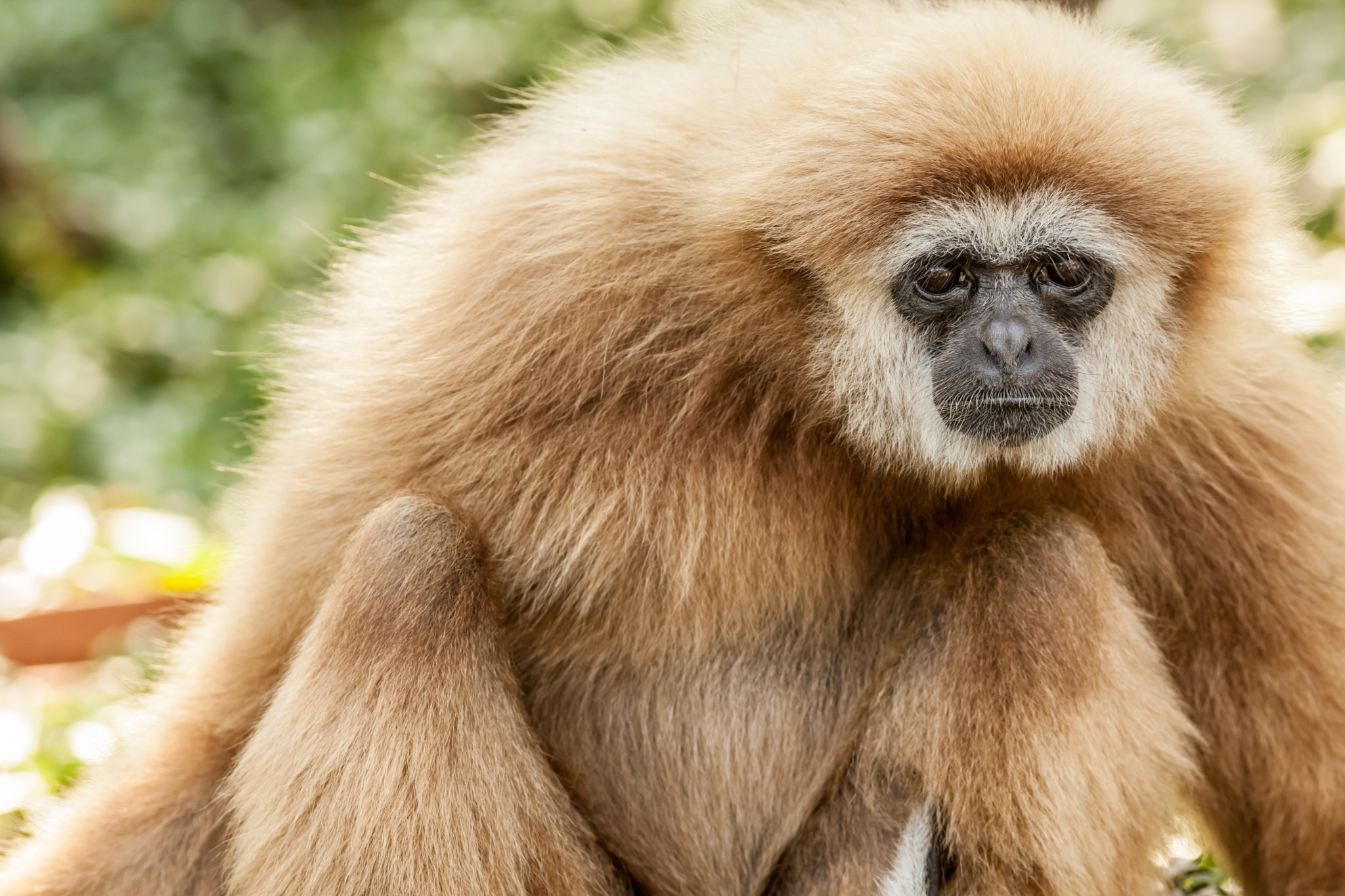 Canon EOS 5D Mark II + Canon EF 400mm F5.6L USM sample photo. Northern white cheeked gibbon photography