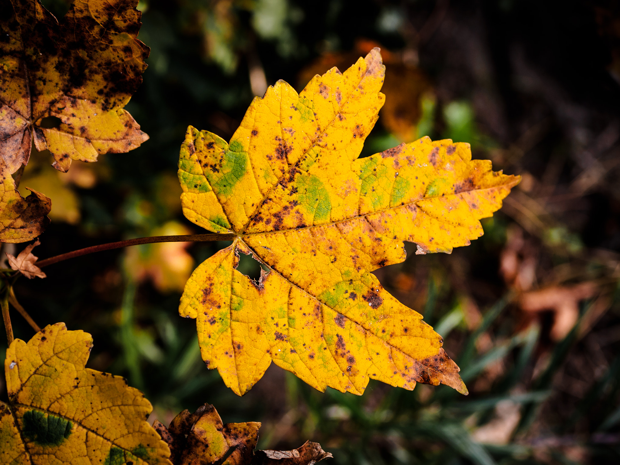 Panasonic Lumix G Macro 30mm F2.8 ASPH Mega OIS sample photo. Last days of a leaf ii photography
